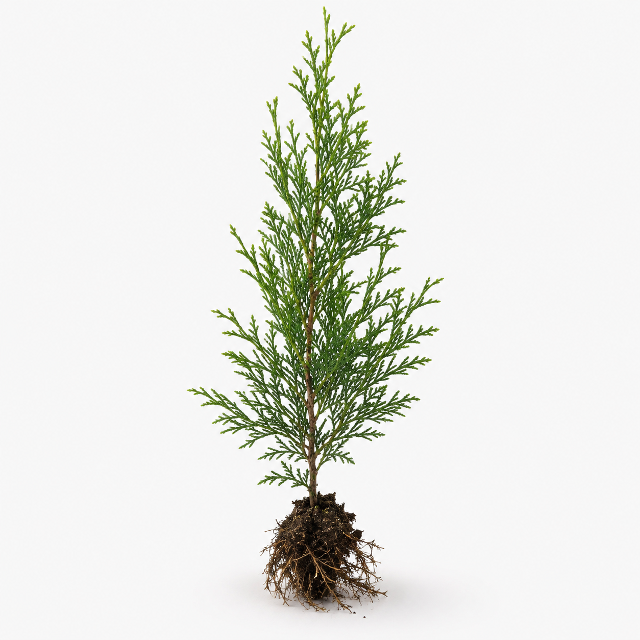privacytrees_thuja_sapling_root.png