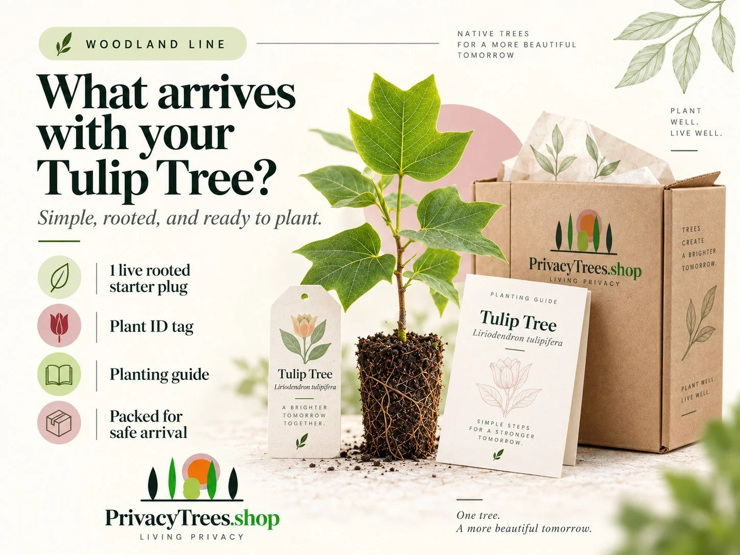 privacytrees_listing_tulip_tree_v6_INCLUDES.jpg