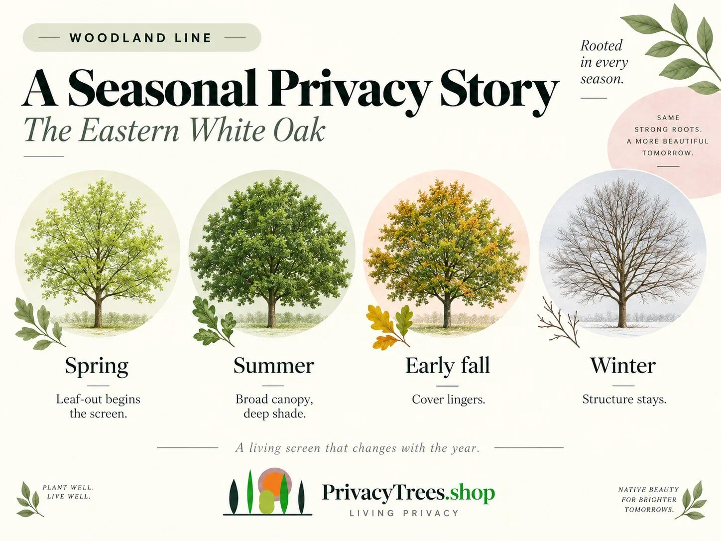 privacytrees_listing_white_oak_v11_PRIVACY.jpg