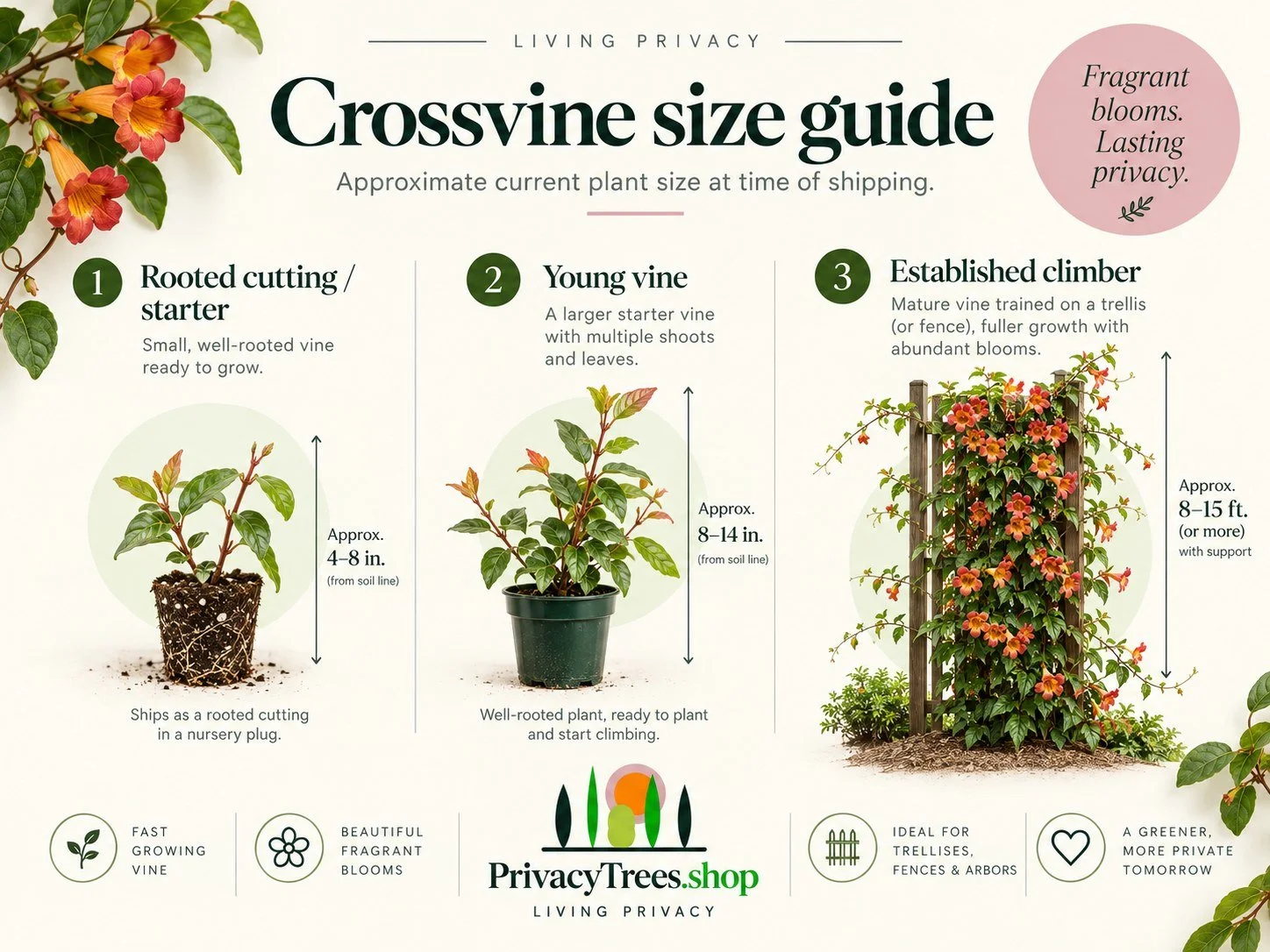 04_privacytrees_listing_crossvine_v4_SIZE.jpg