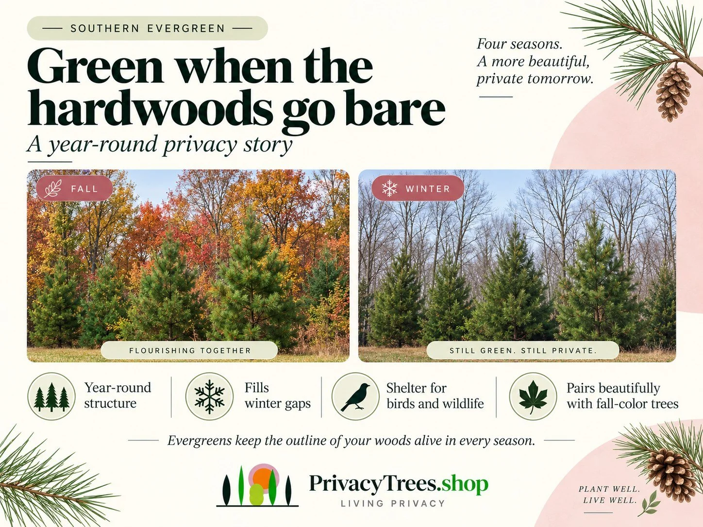 privacytrees_listing_loblolly_pine_v11_EVERGREEN.jpg