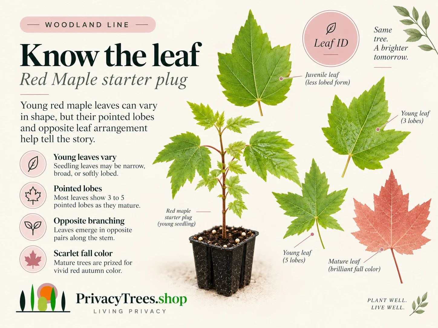 privacytrees_listing_red_maple_v9_CLOSEUP.jpg