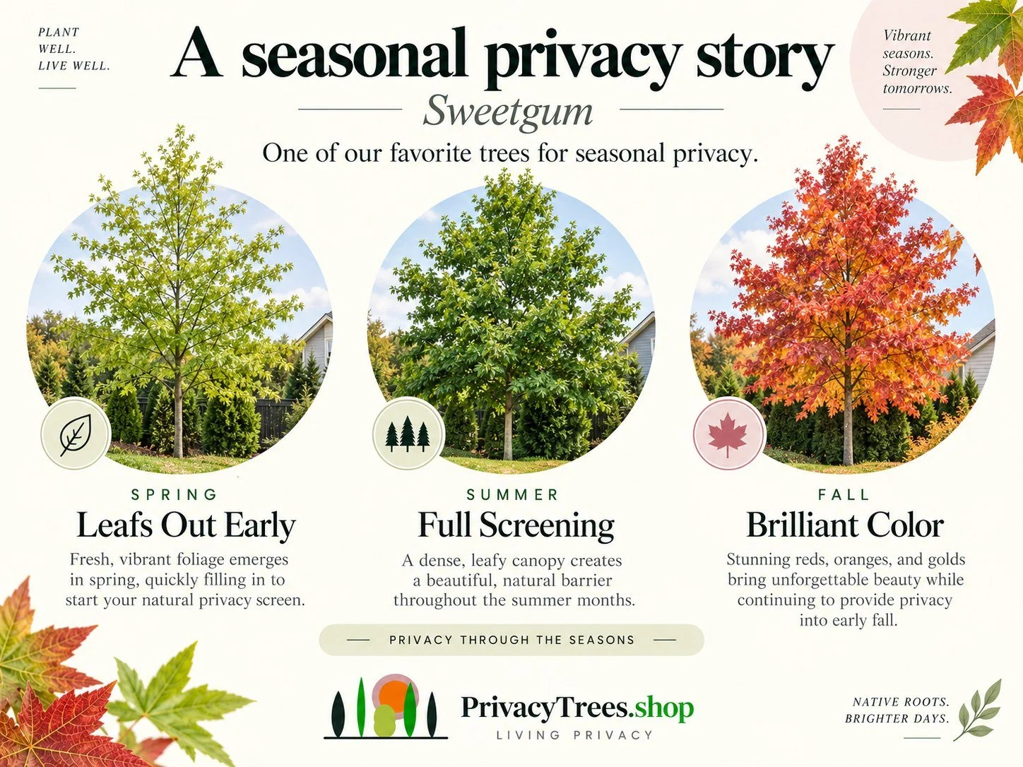 privacytrees_listing_sweetgum_v11_PRIVACY.jpg