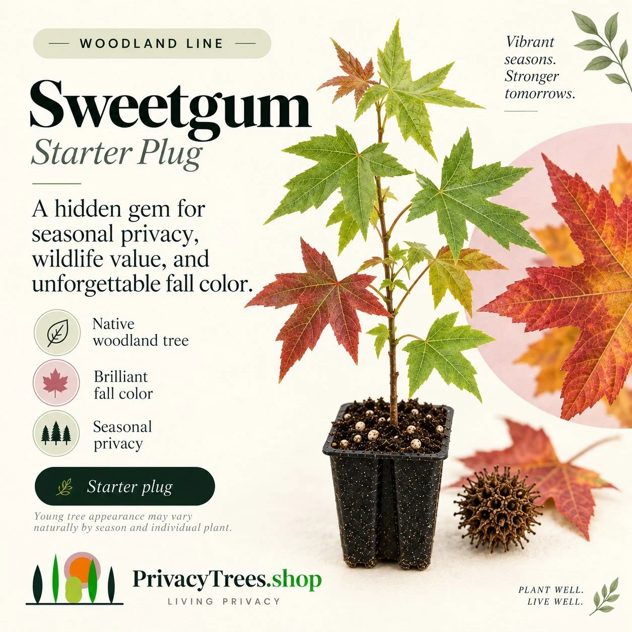 privacytrees_listing_sweetgum_v1_COVER.jpg