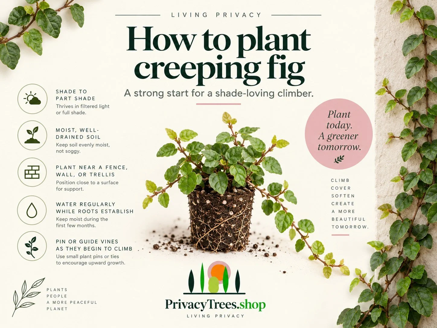 09_privacytrees_listing_creeping_fig_v9_PLANT.jpg