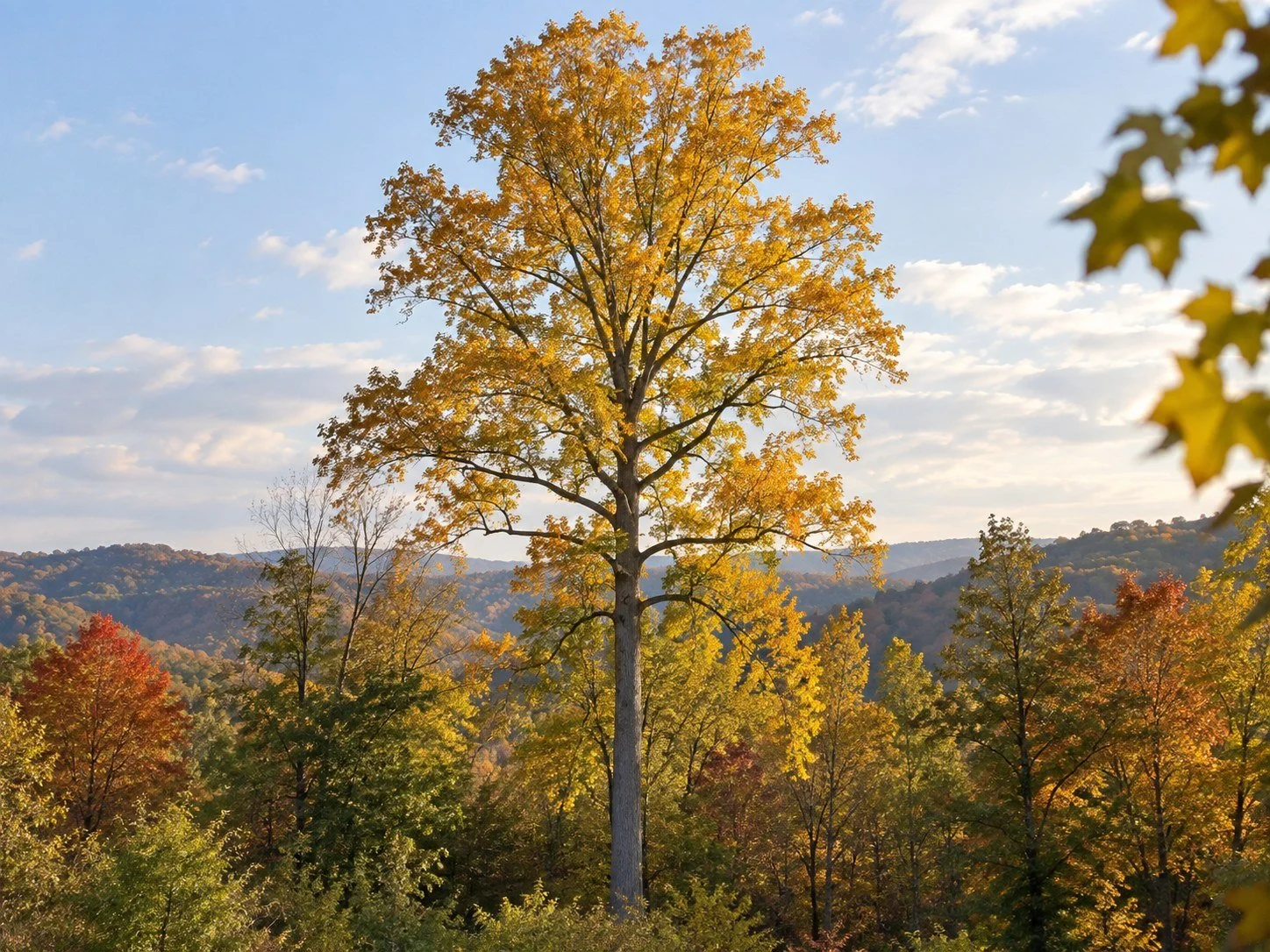 privacytrees_listing_tulip_tree_v4_MATURE.jpg