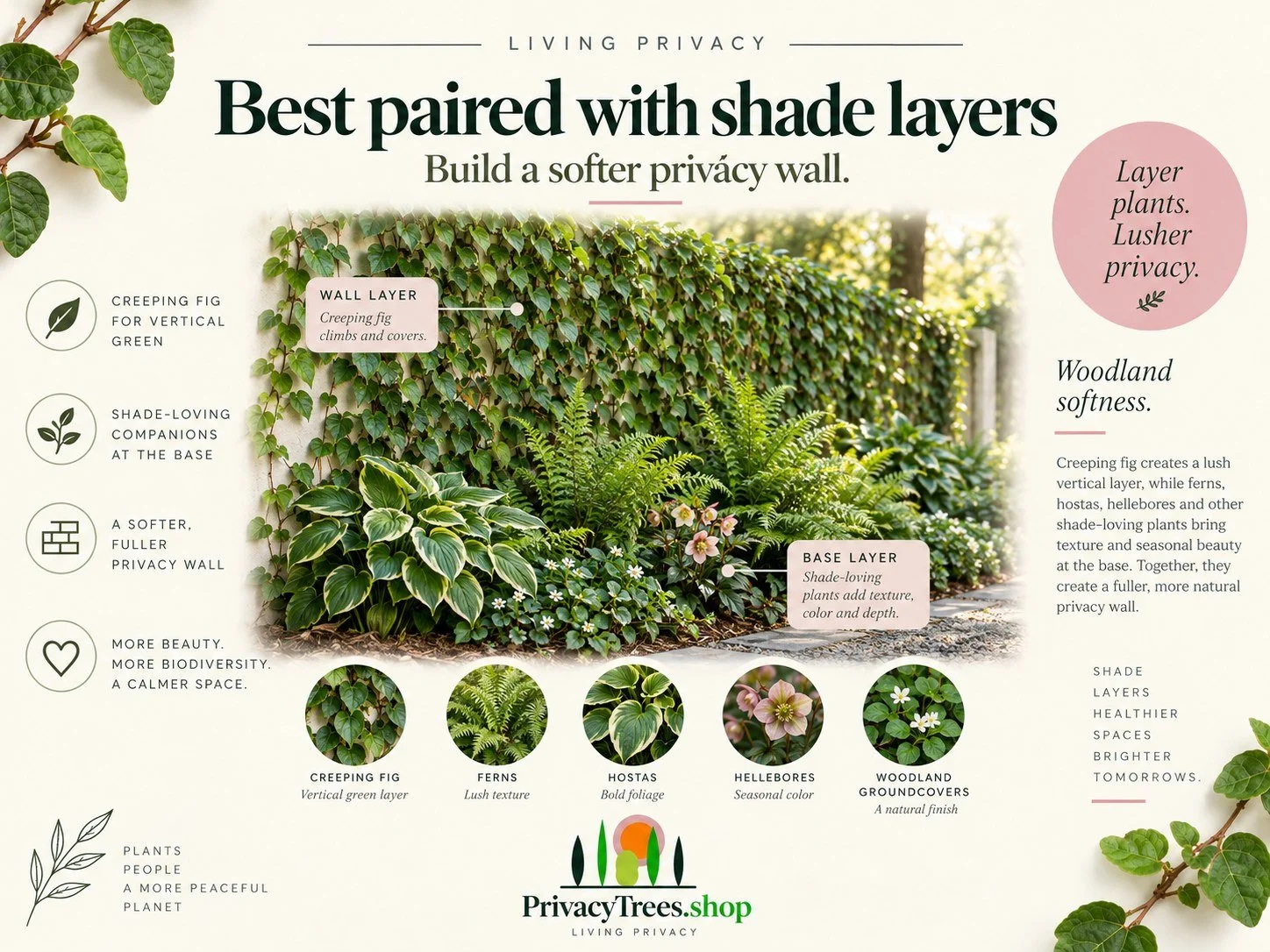 10_privacytrees_listing_creeping_fig_v10_PAIRED.jpg