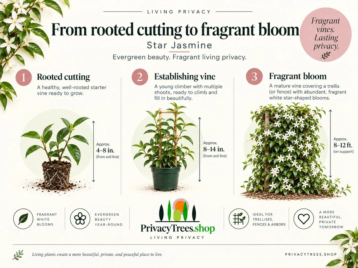 02_privacytrees_listing_star_jasmine_v2_GROW.jpg