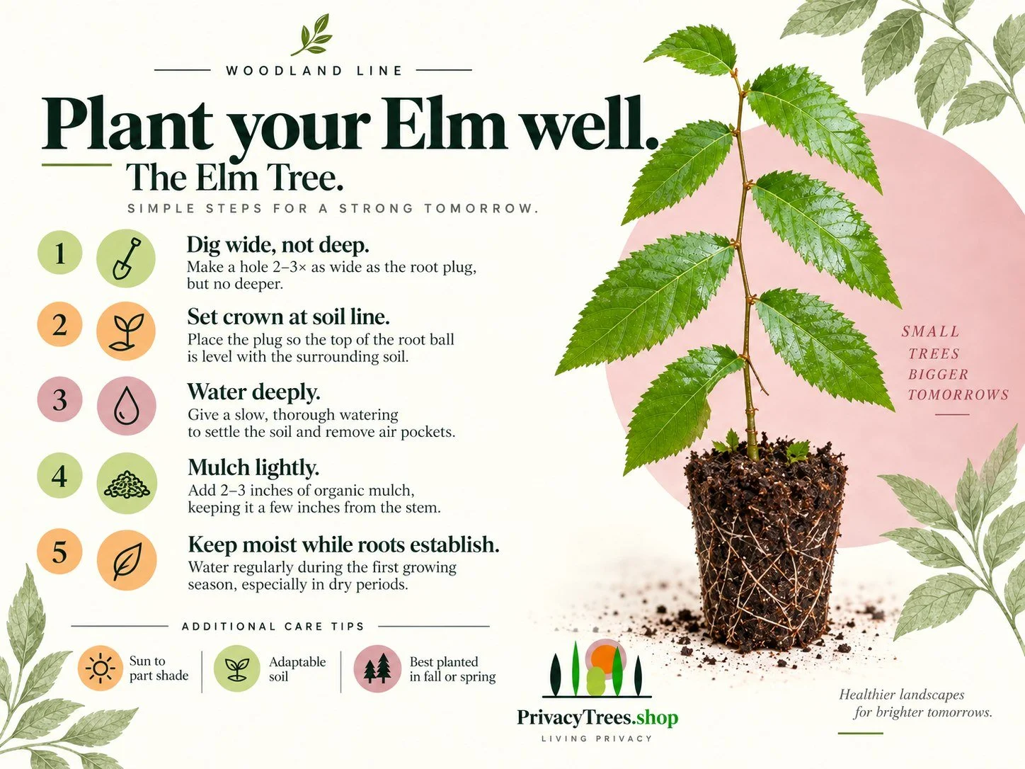 privacytrees_listing_elm_tree_v10_PLANTING.jpg