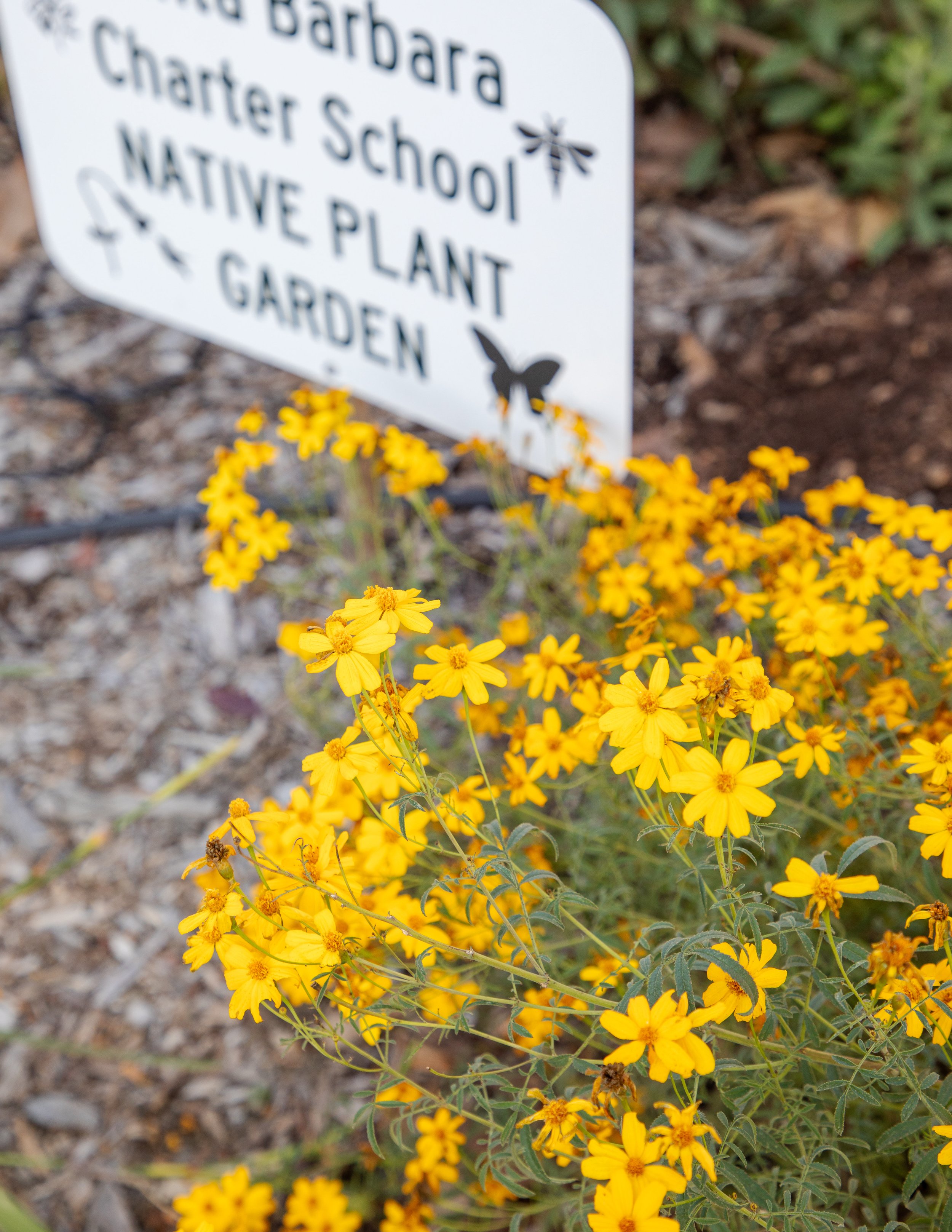 A garden bed with yellow flowers and a blurry white sign that reads "Barbara Charter School Native Plant Garden" with a dragonfly graphic.