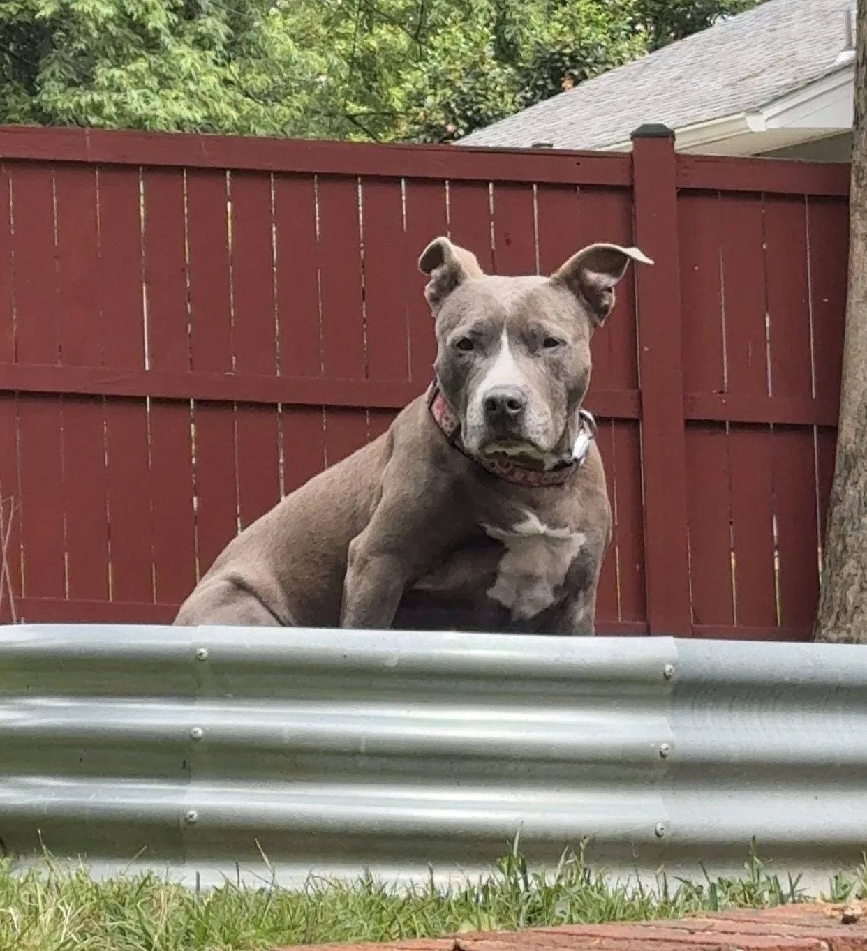 Rosie - Pit Bull