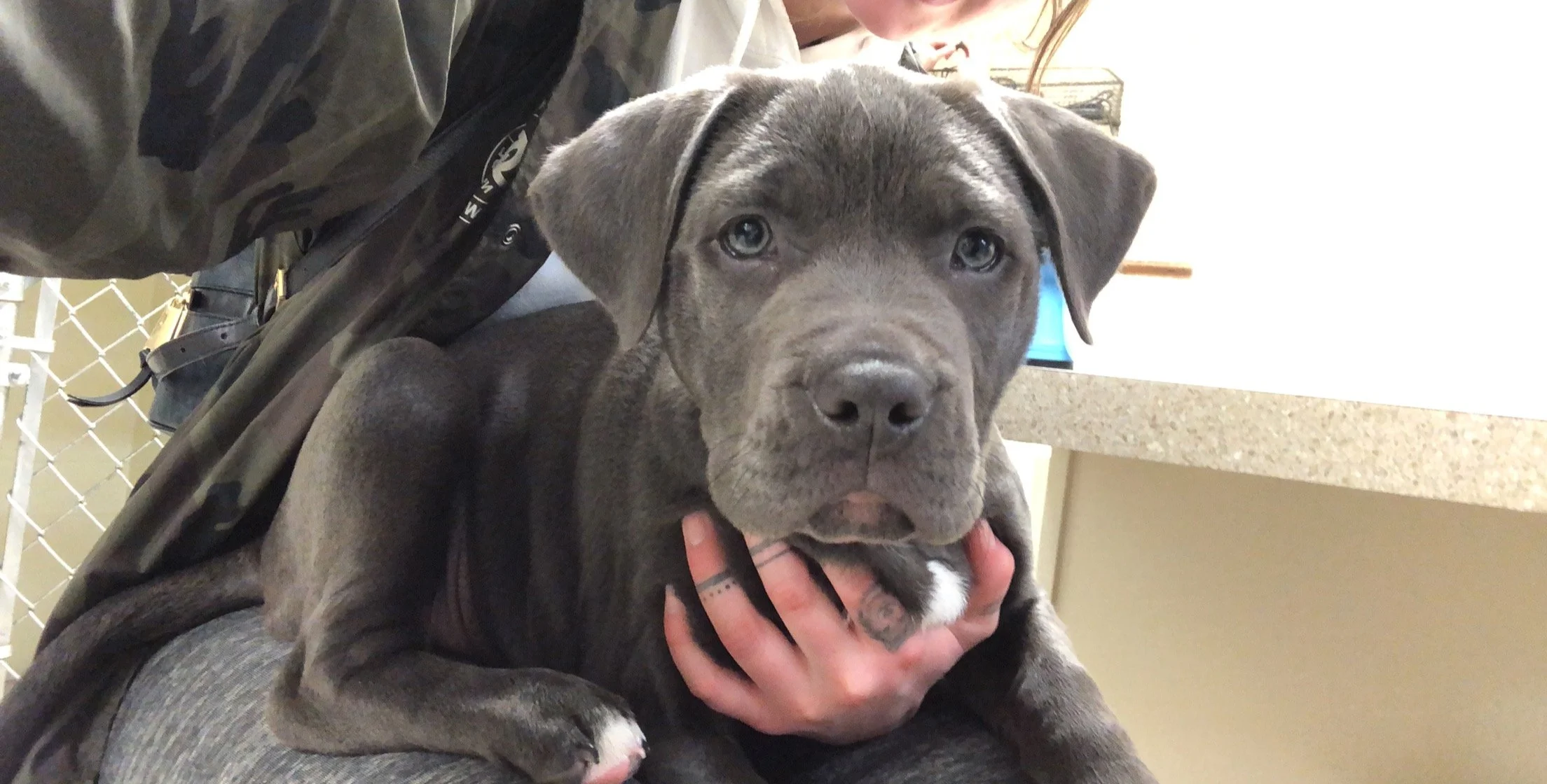Herra - Pit Bull