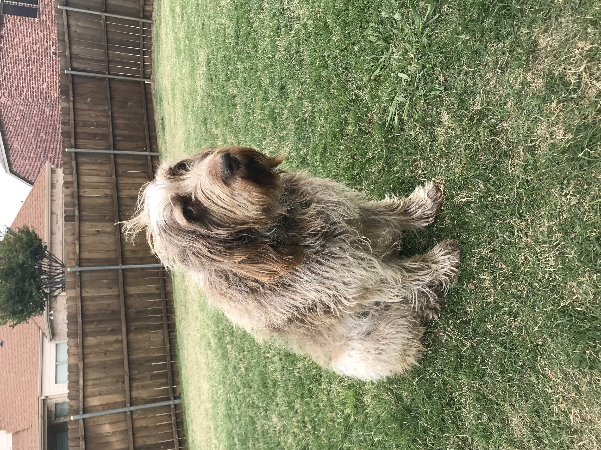 Bella - Italia Spinone