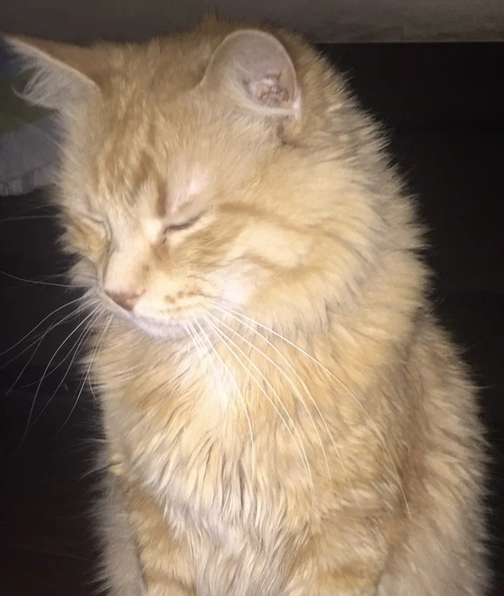Simba - Mane Coon Mix