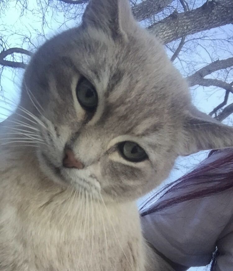 Mr. Tuffy - Siamese 