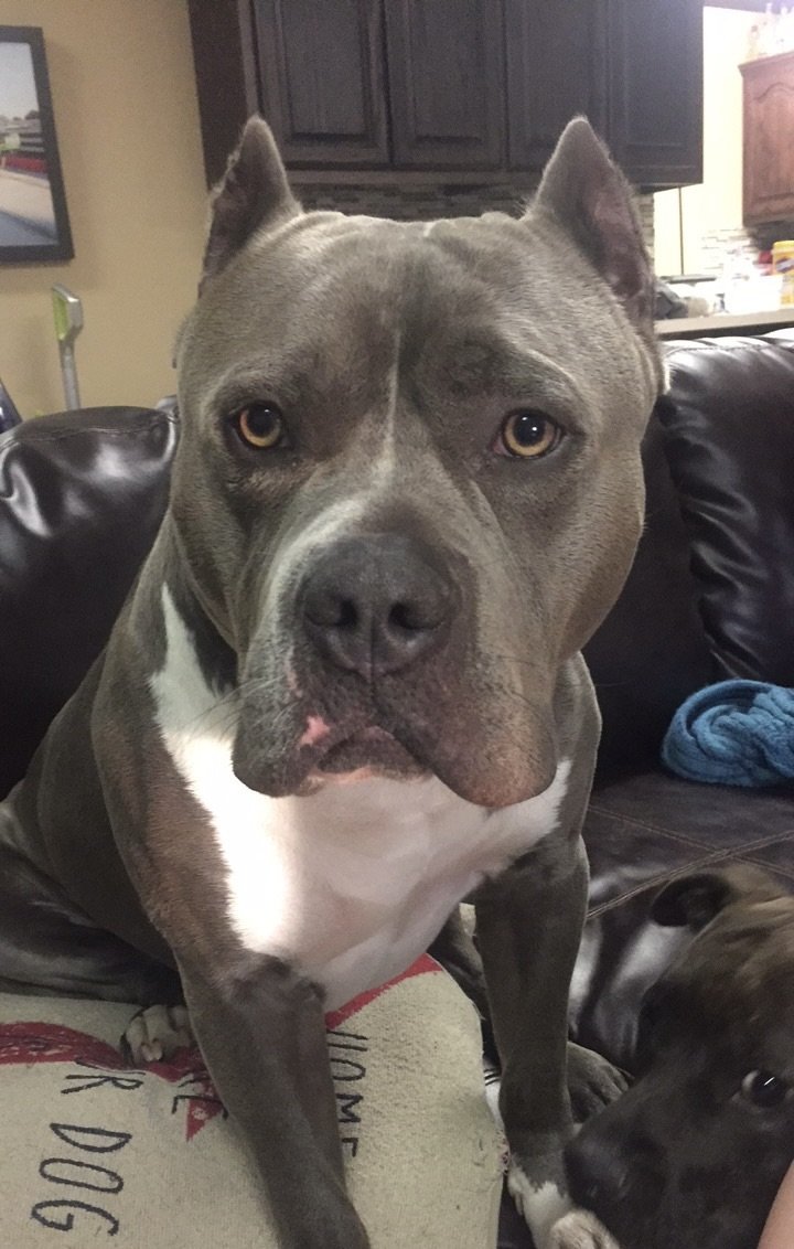 Brody James - Pit Bull