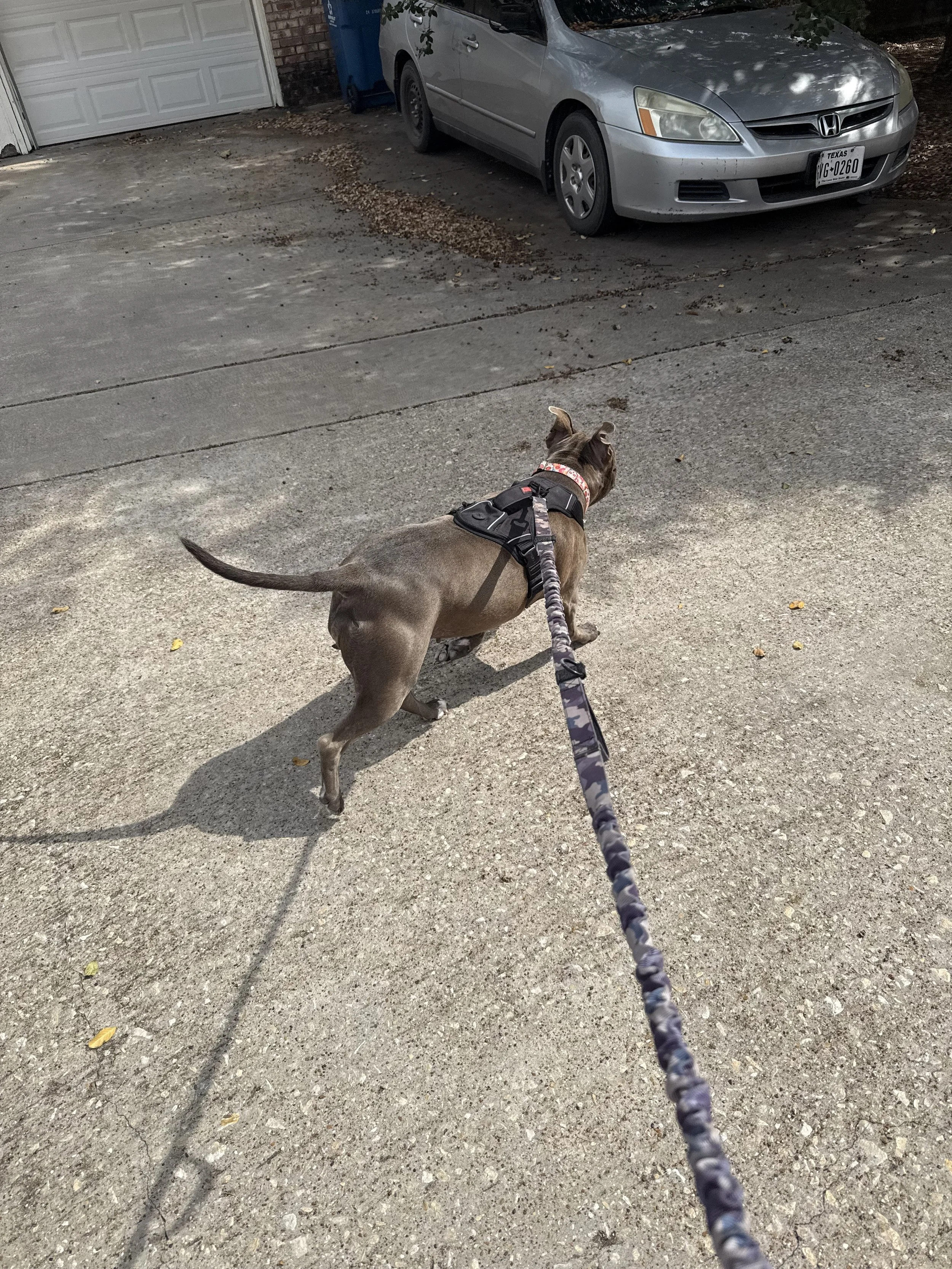 Rosie - Pit Bull