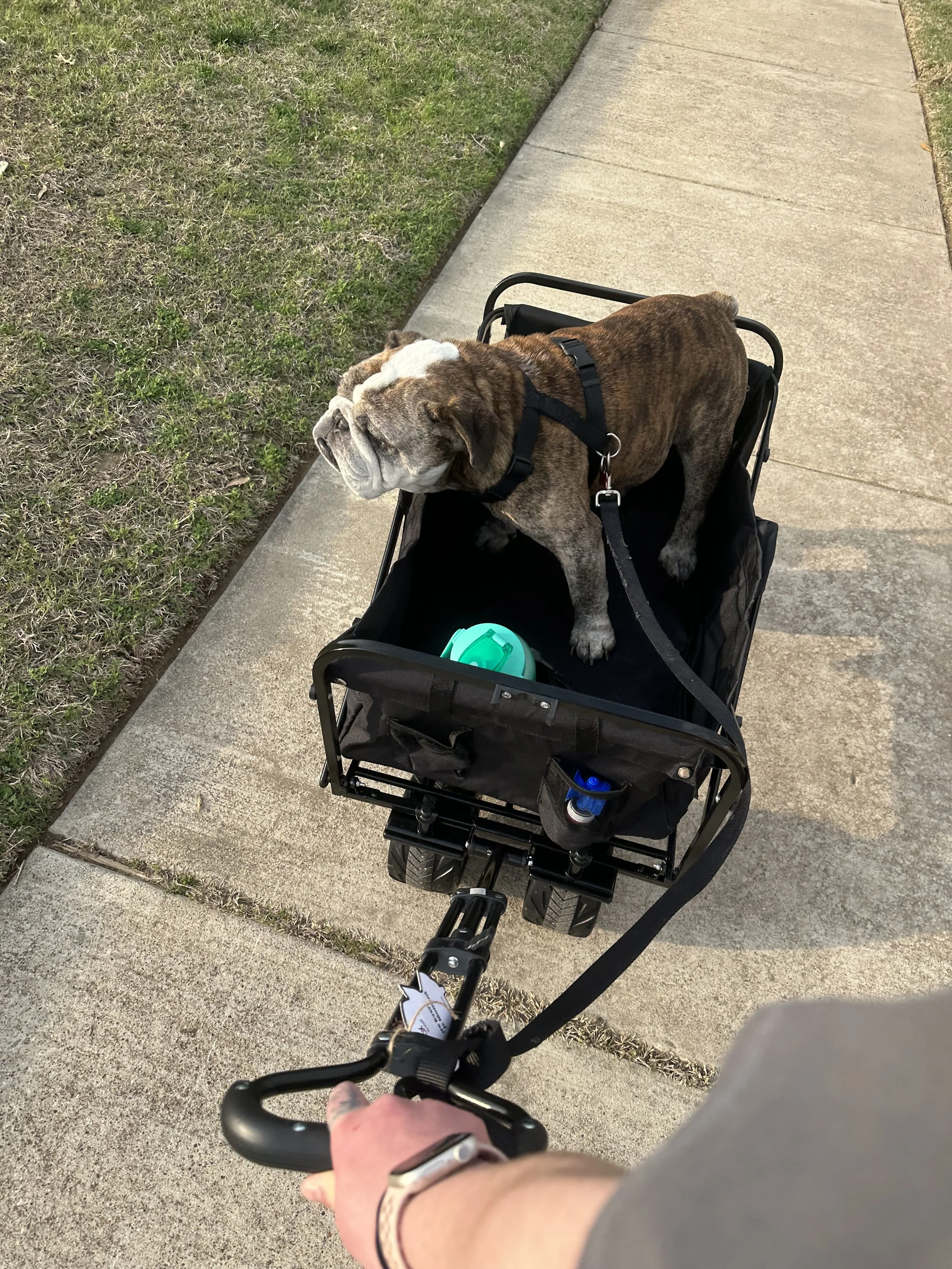Zues - English Bulldog
