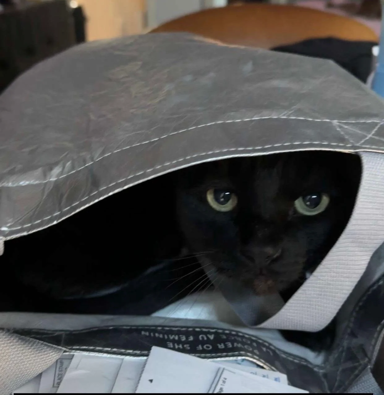 Versace - Black Cat