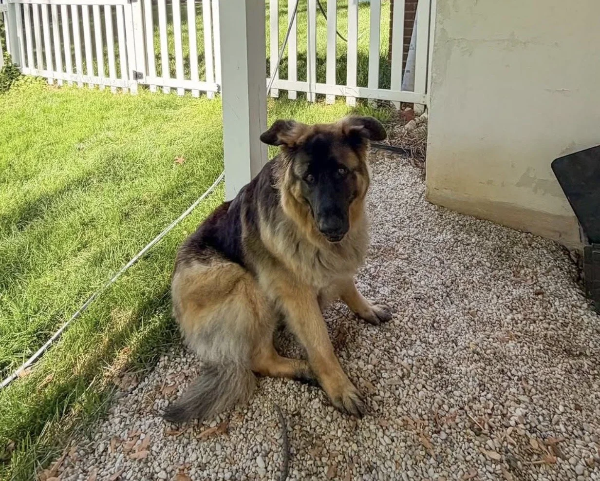 Bear - German Shepard