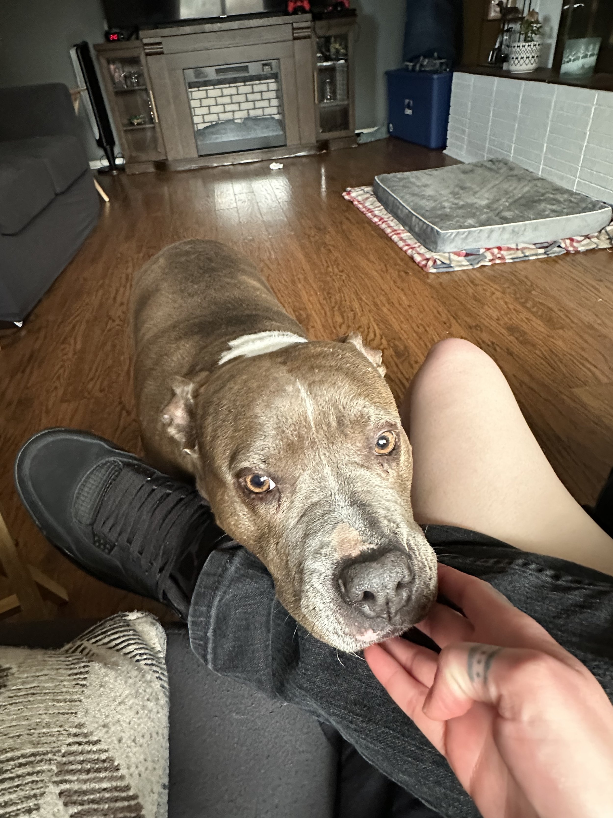 Zara - Pit Bull