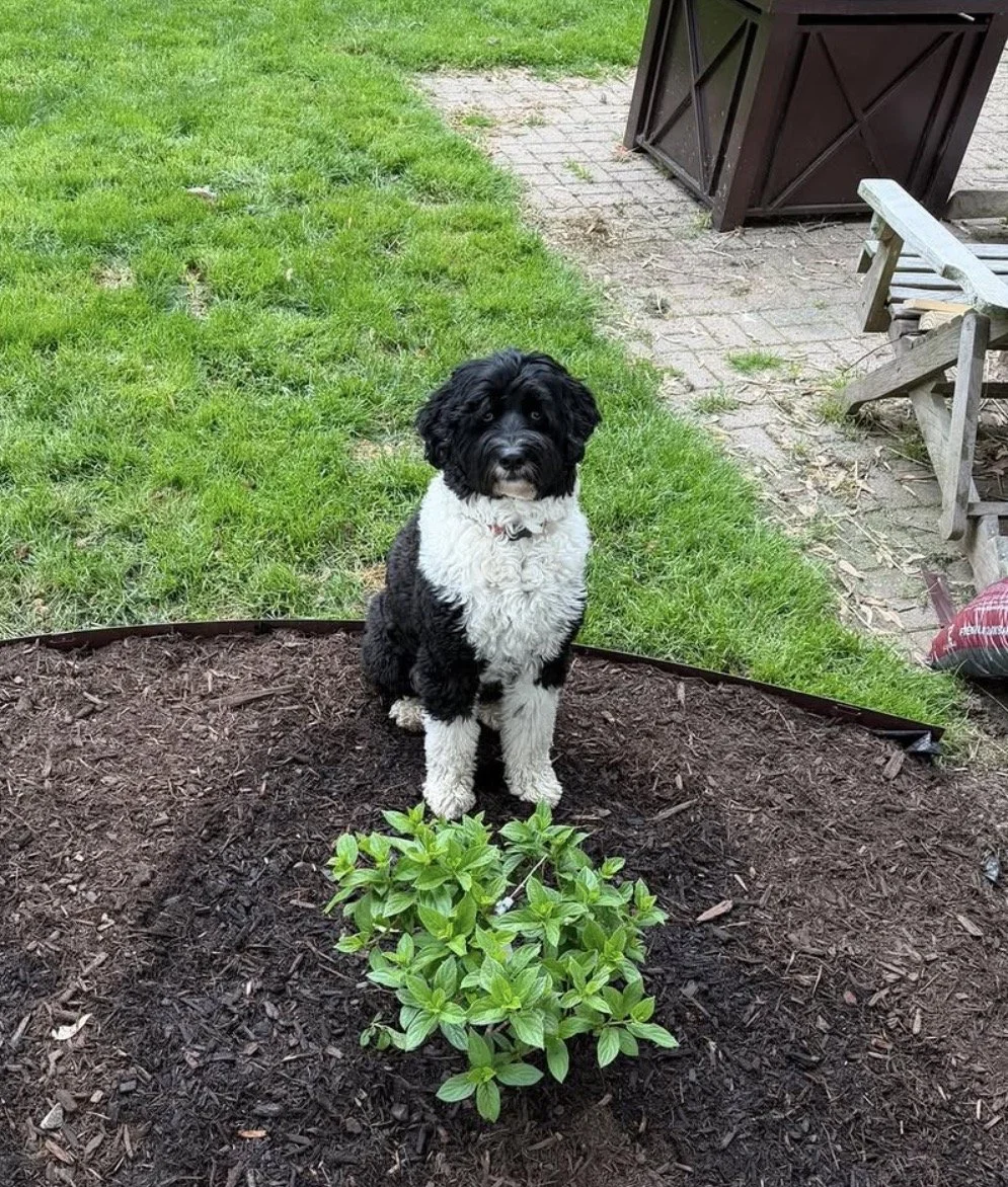 Winter - Portuguese  Water Dog