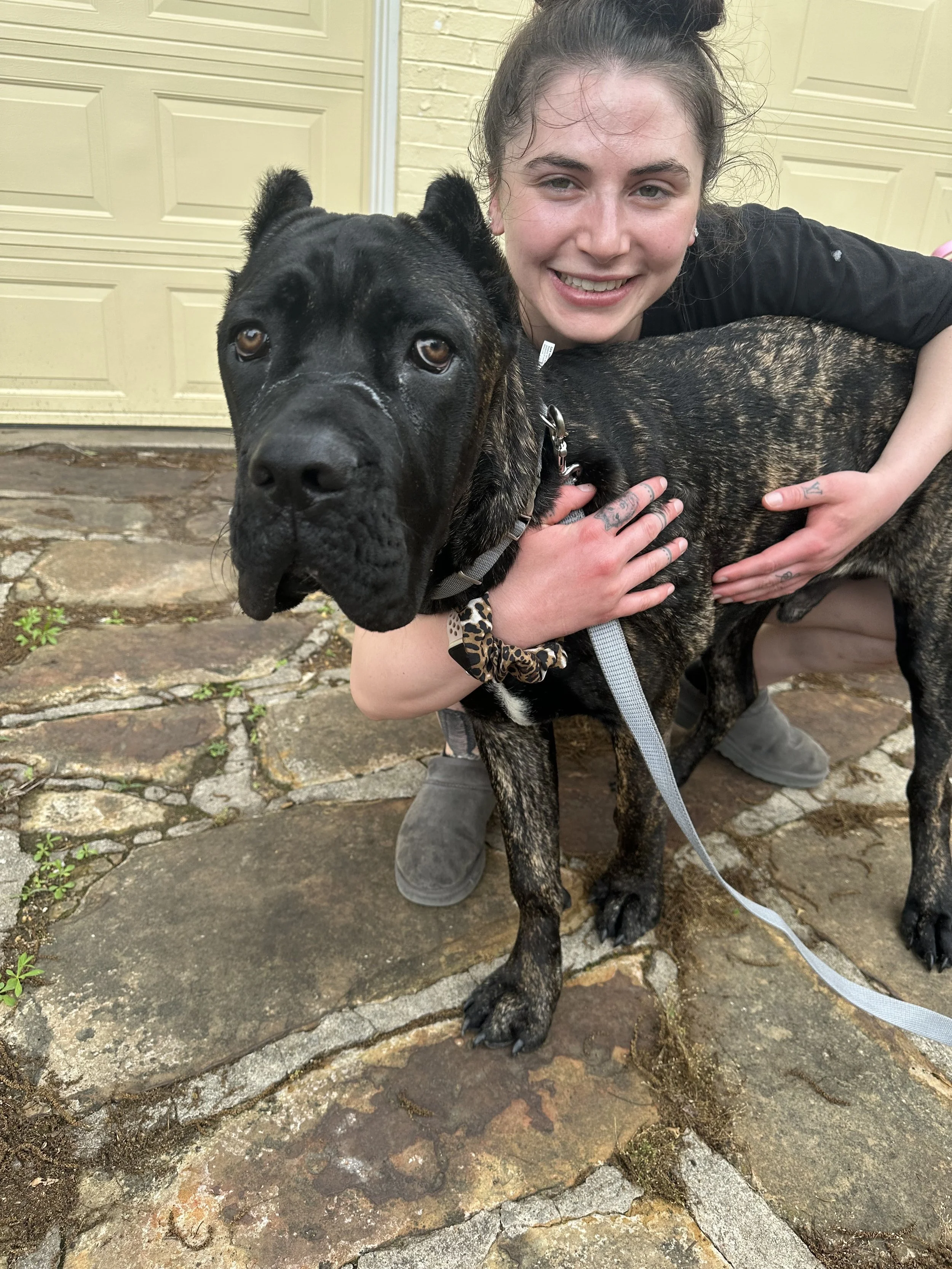 Alastor - Cane Corso