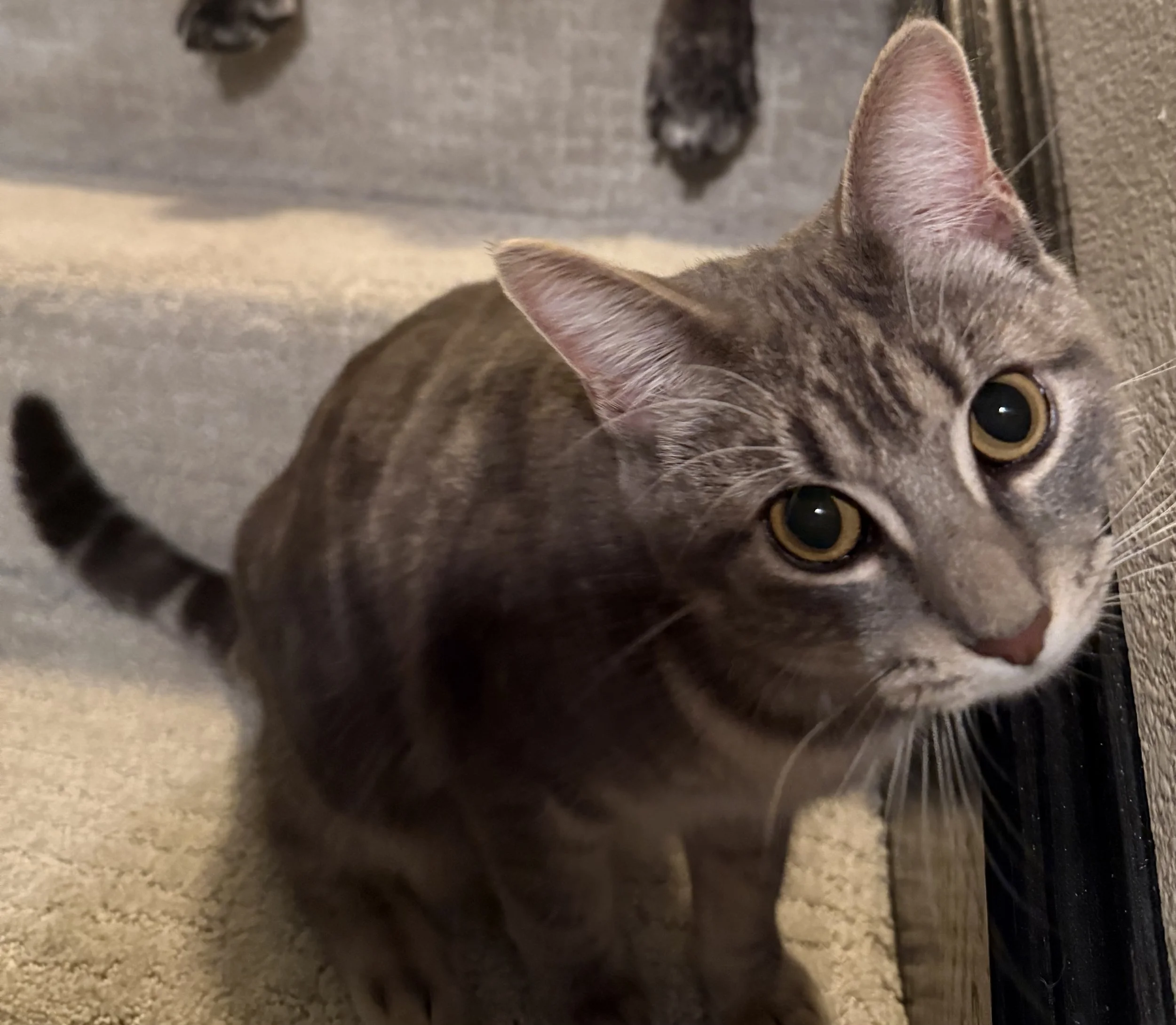 Asimi - Tabby Cat