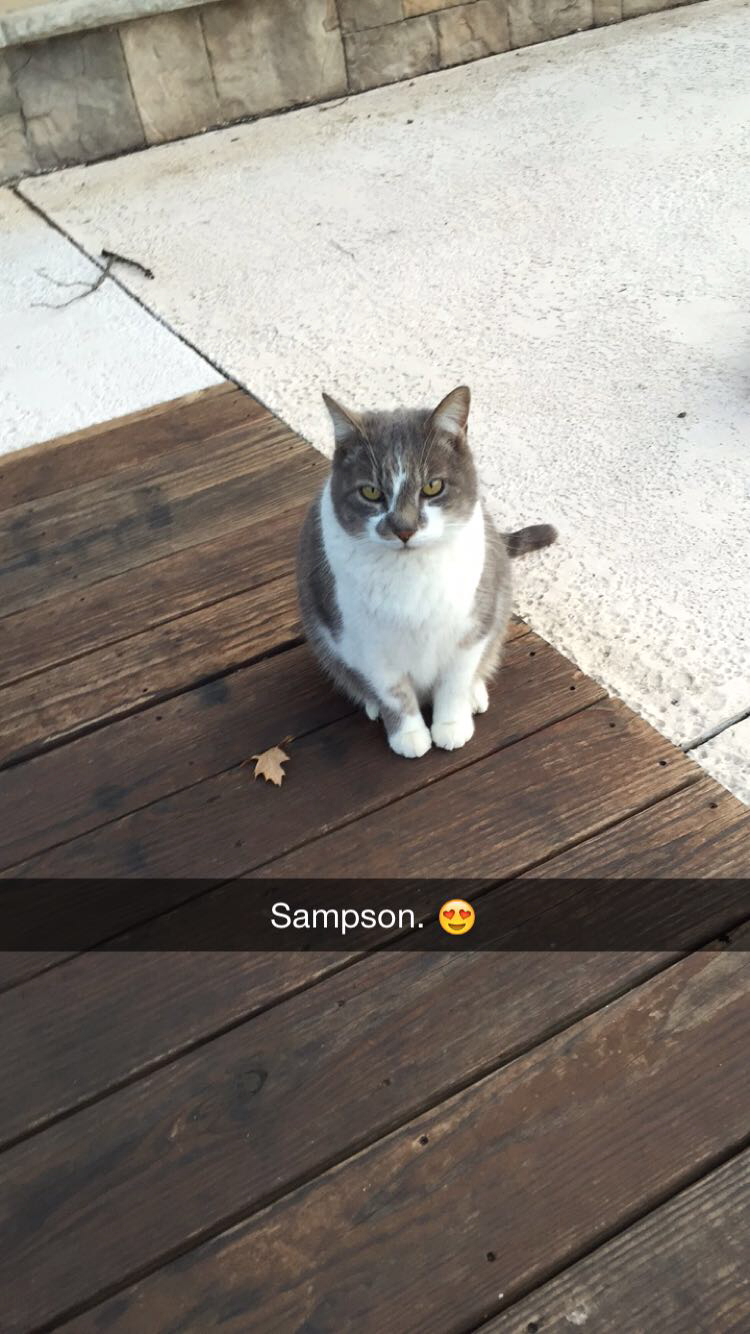 Sampson - Big Tabby Cat
