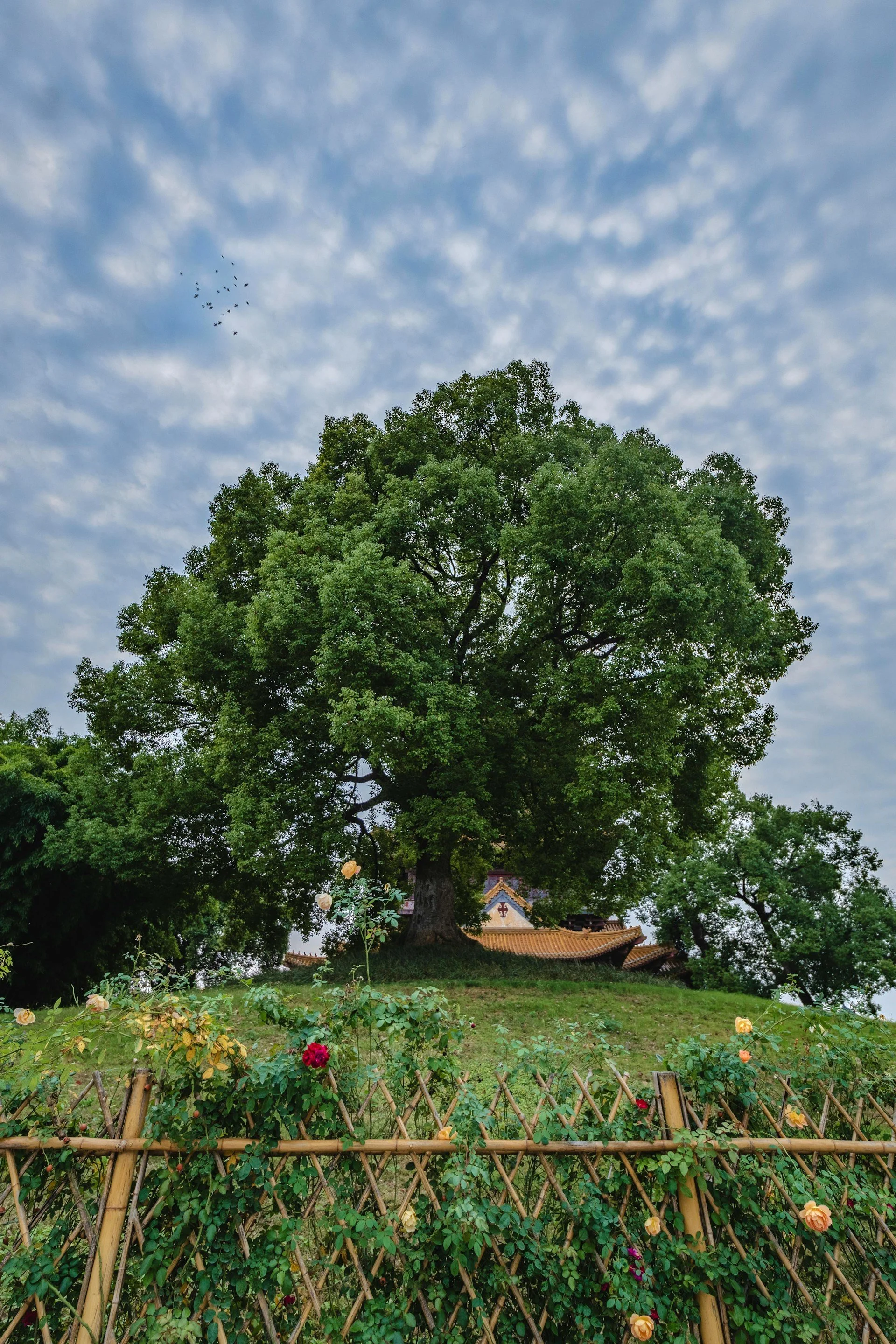 Garden.jpg