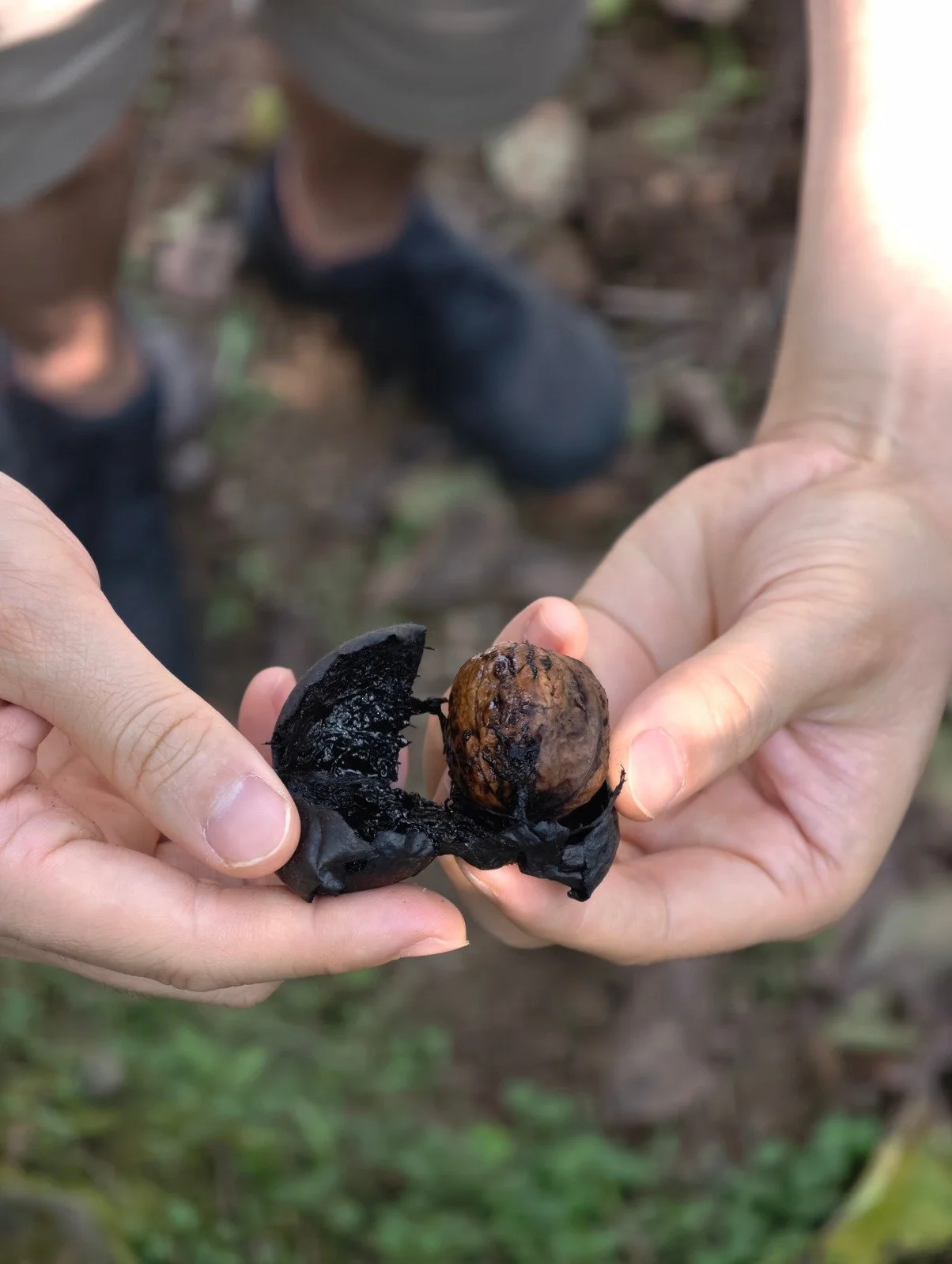 Walnut Peel.jpeg