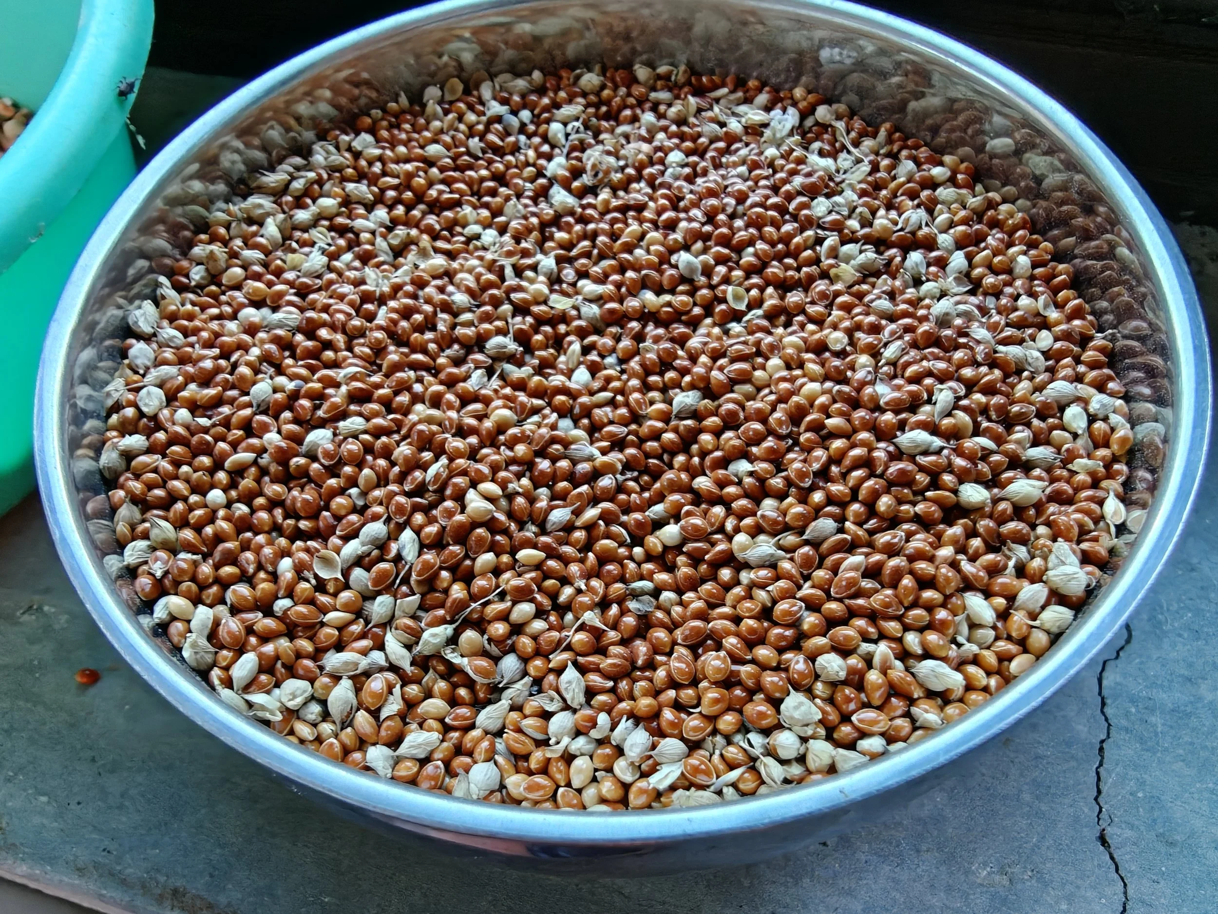 Sorghum.jpg