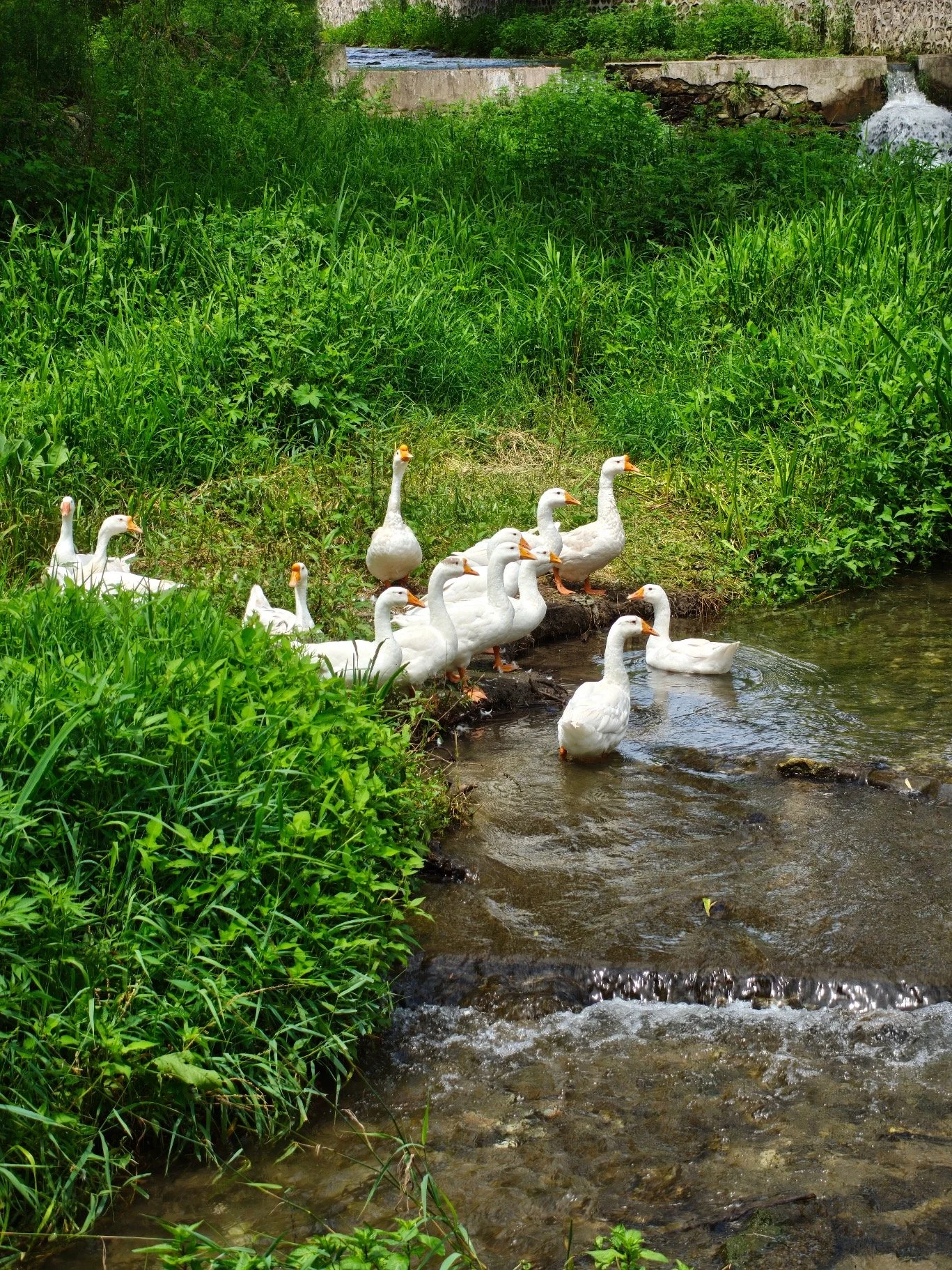 Ducks alt.jpg