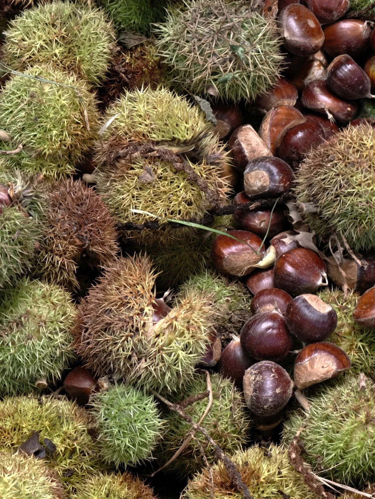Walnut Macro.jpeg