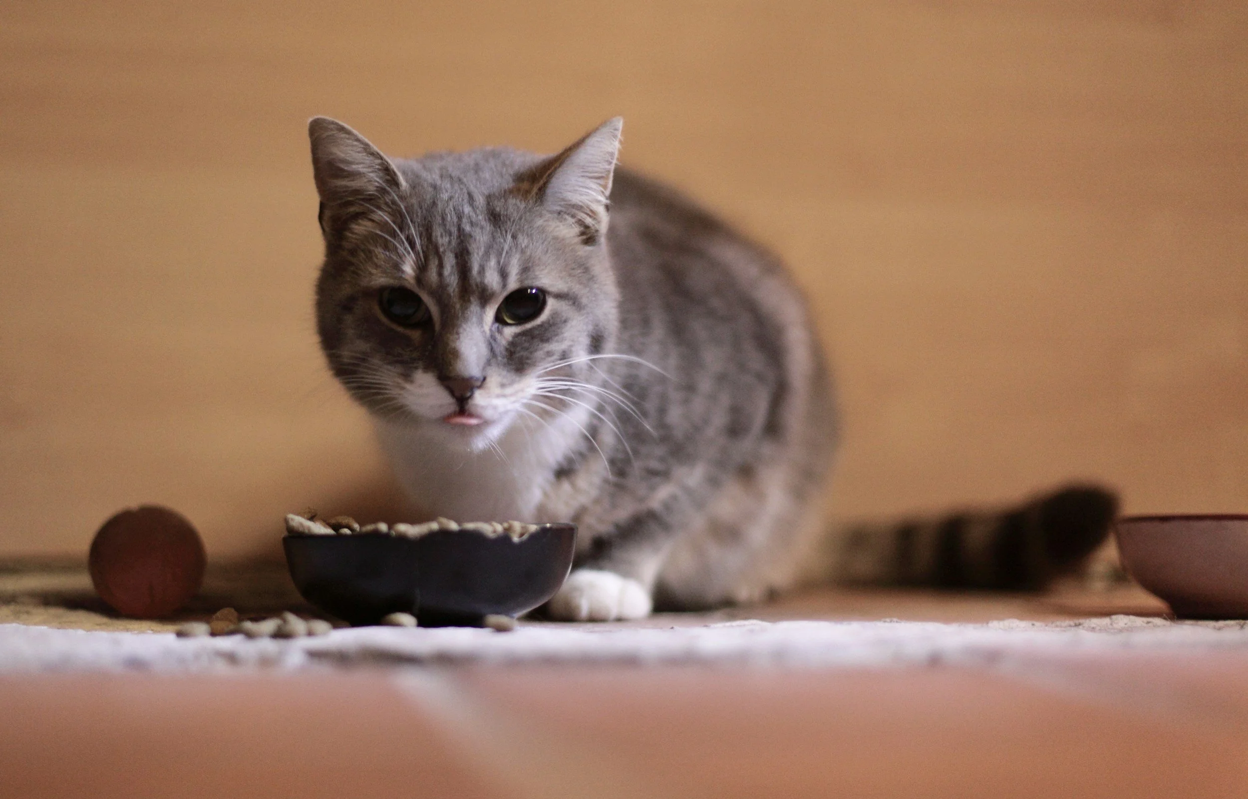 Gray tabby cat eating from a black bowl on a wooden surface, with a few scattered dry cat food pieces and a small brown ball nearby, against a plain beige wall background.