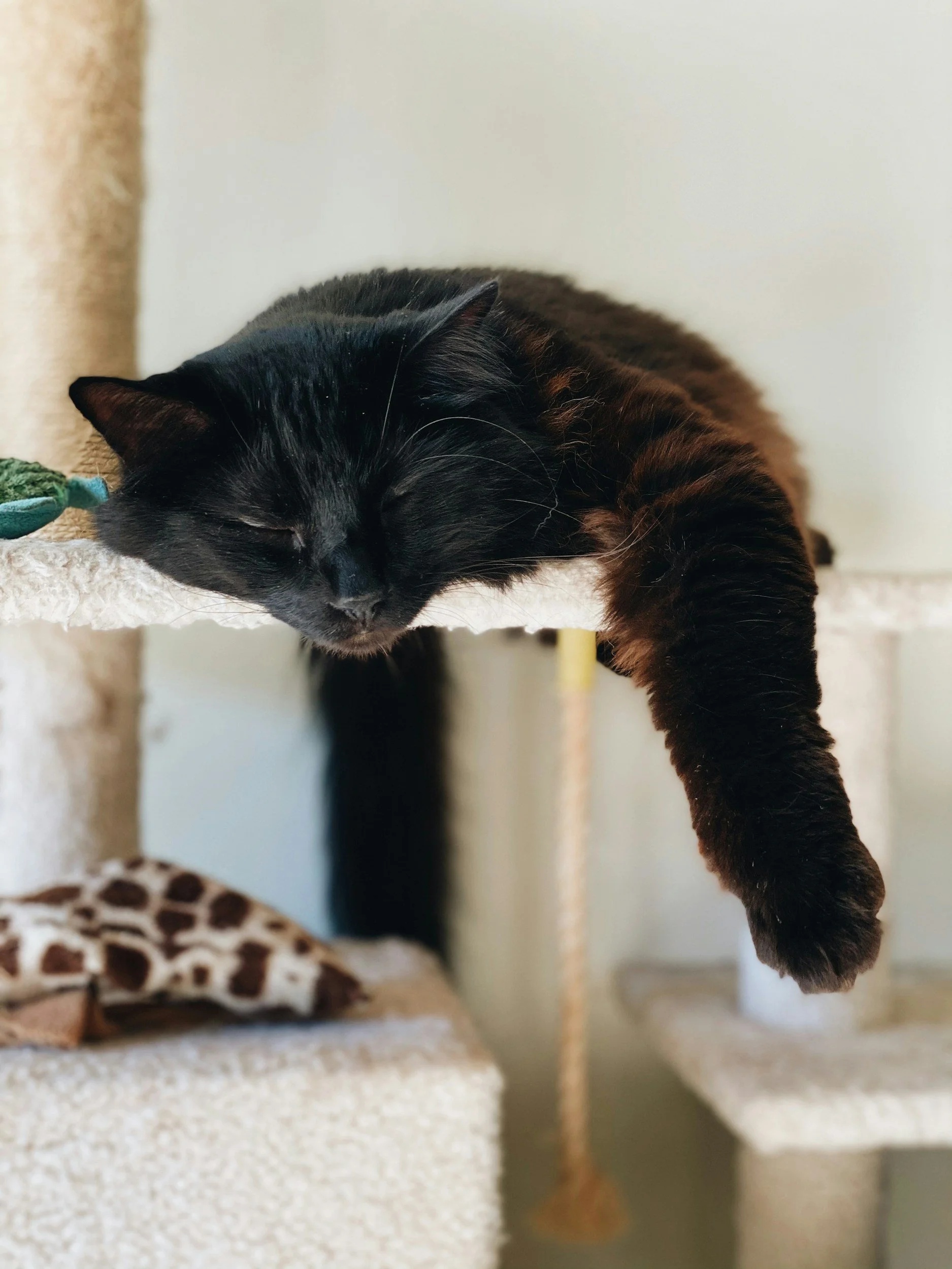 A black cat sleeping on a beige carpeted cat tree or perch with a tall scratching post.