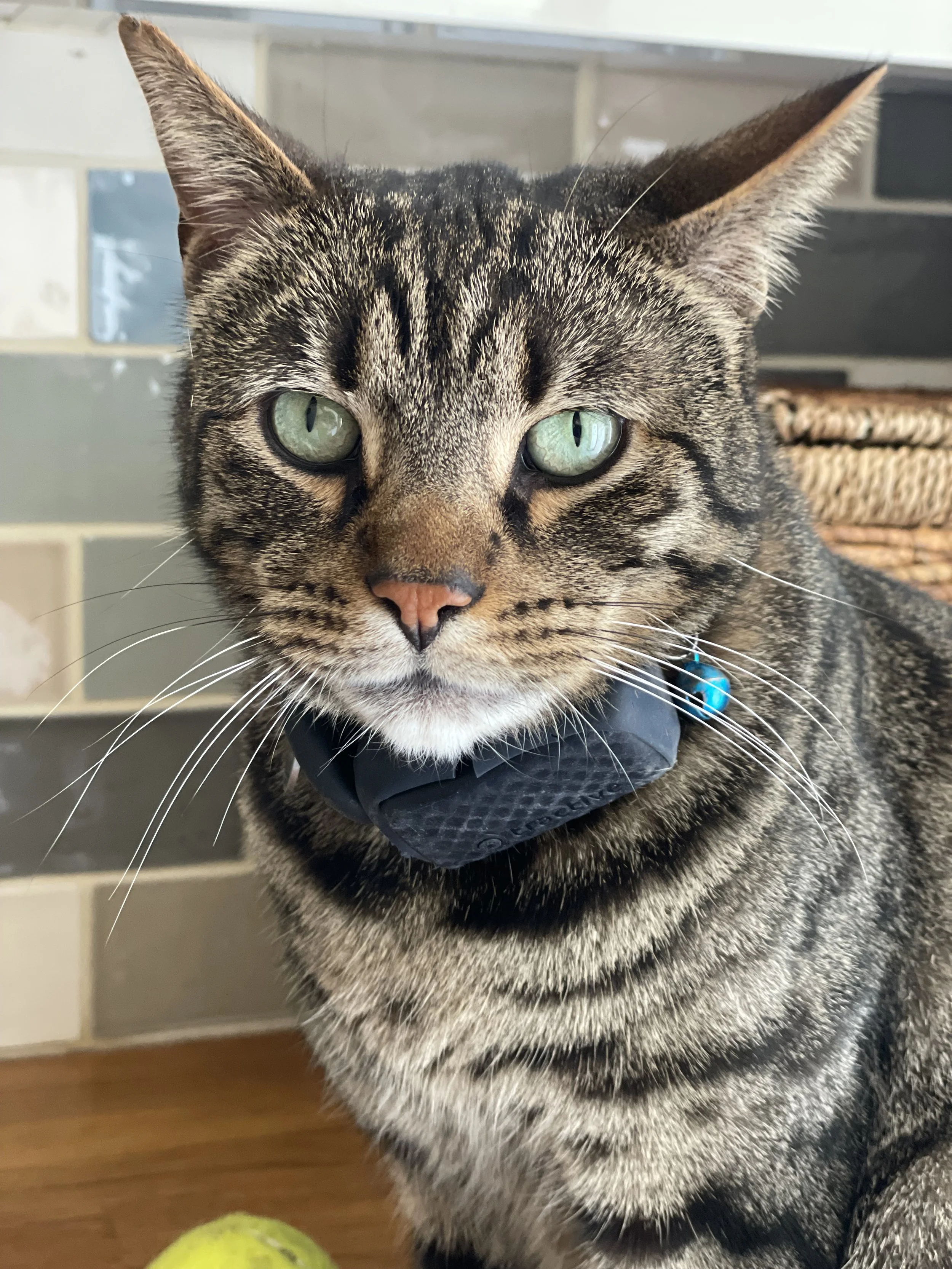 Half Day Cat Sit