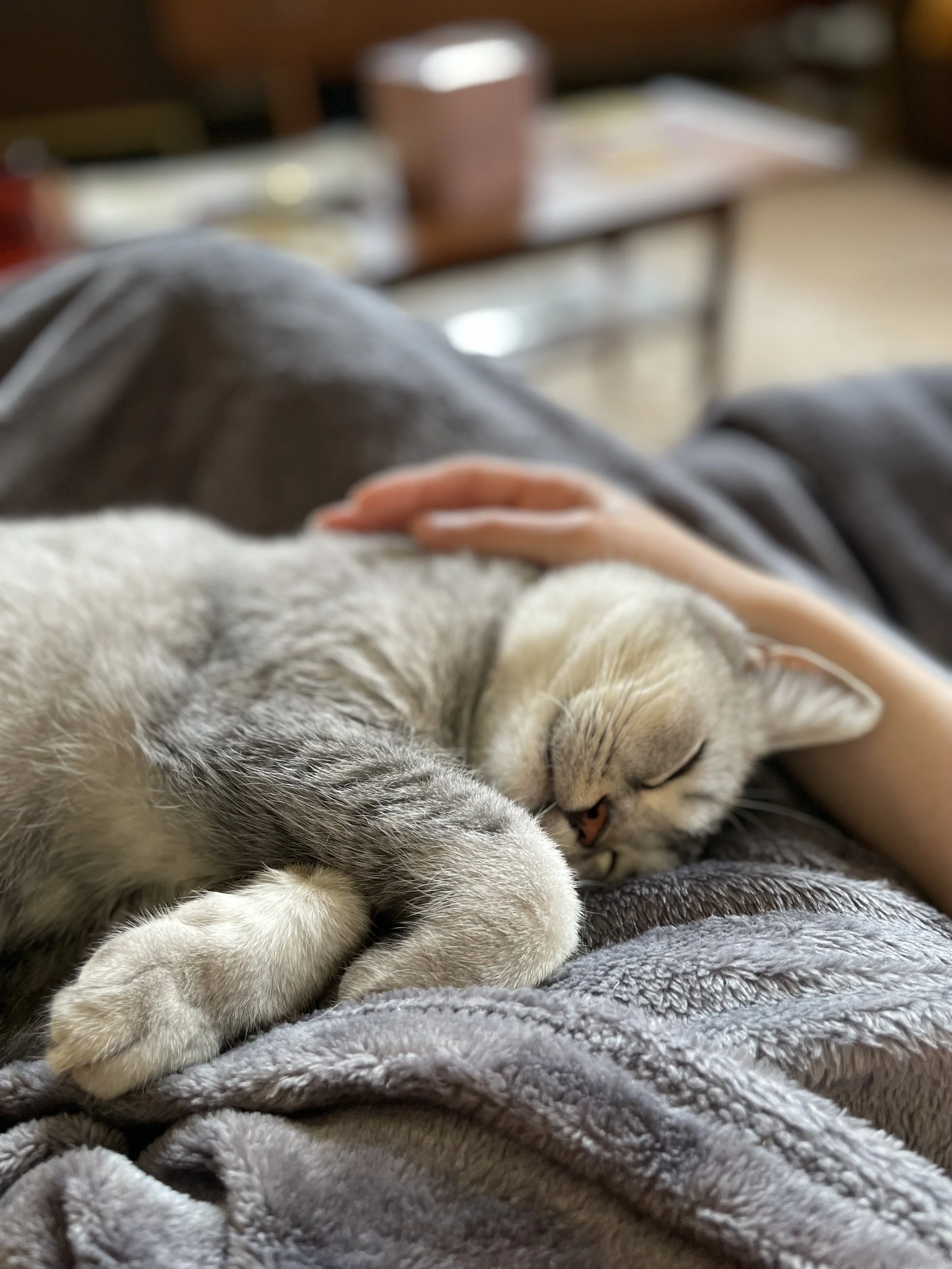 A gray and white tabby cat sleeping on a soft gray blanket with a human hand petting its head.