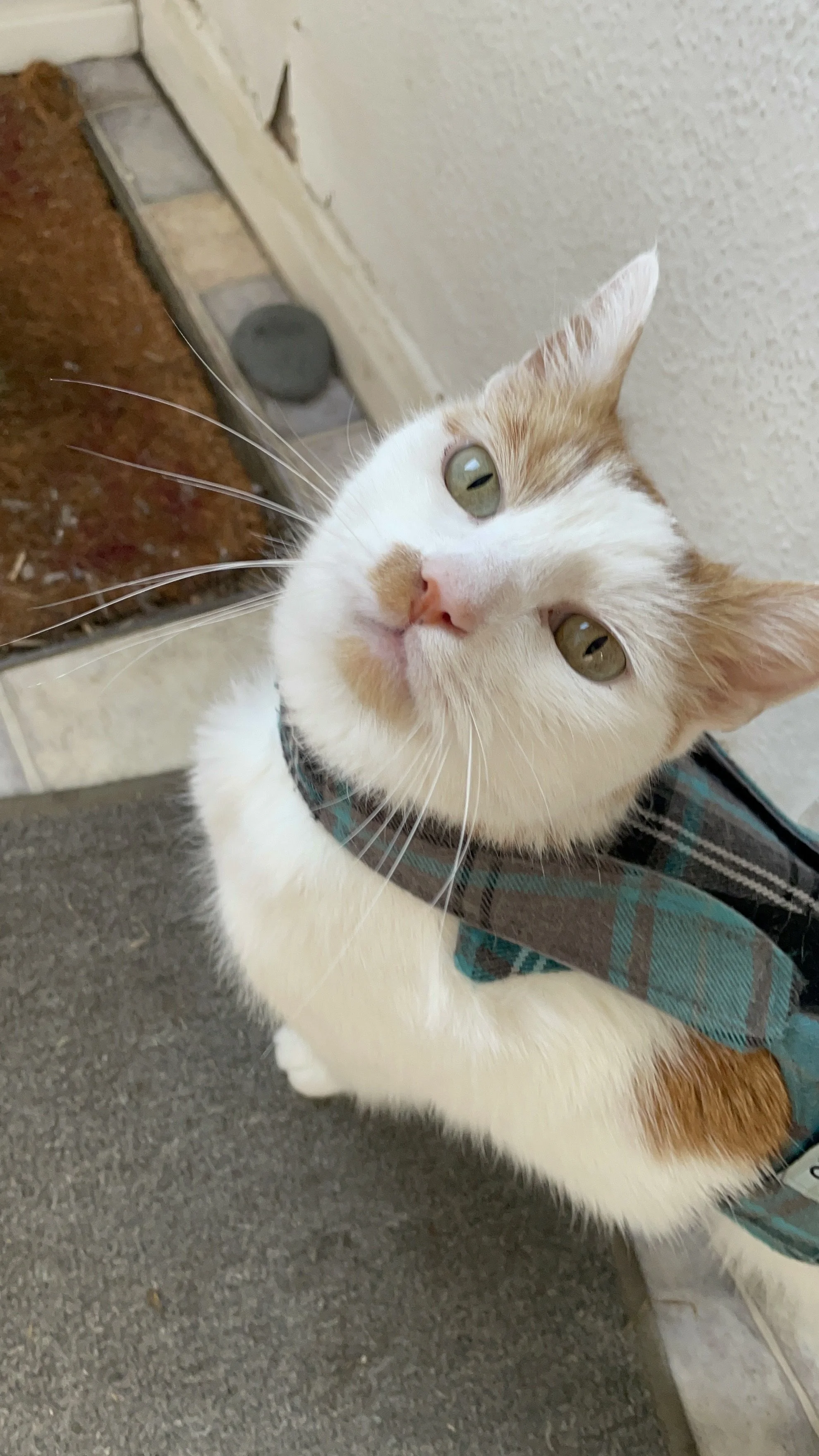 Close-up of a white and orange cat with green eyes, wearing a blue and black plaid collar, sitting on a gray carpet near a stone tiled floor and a beige wall.