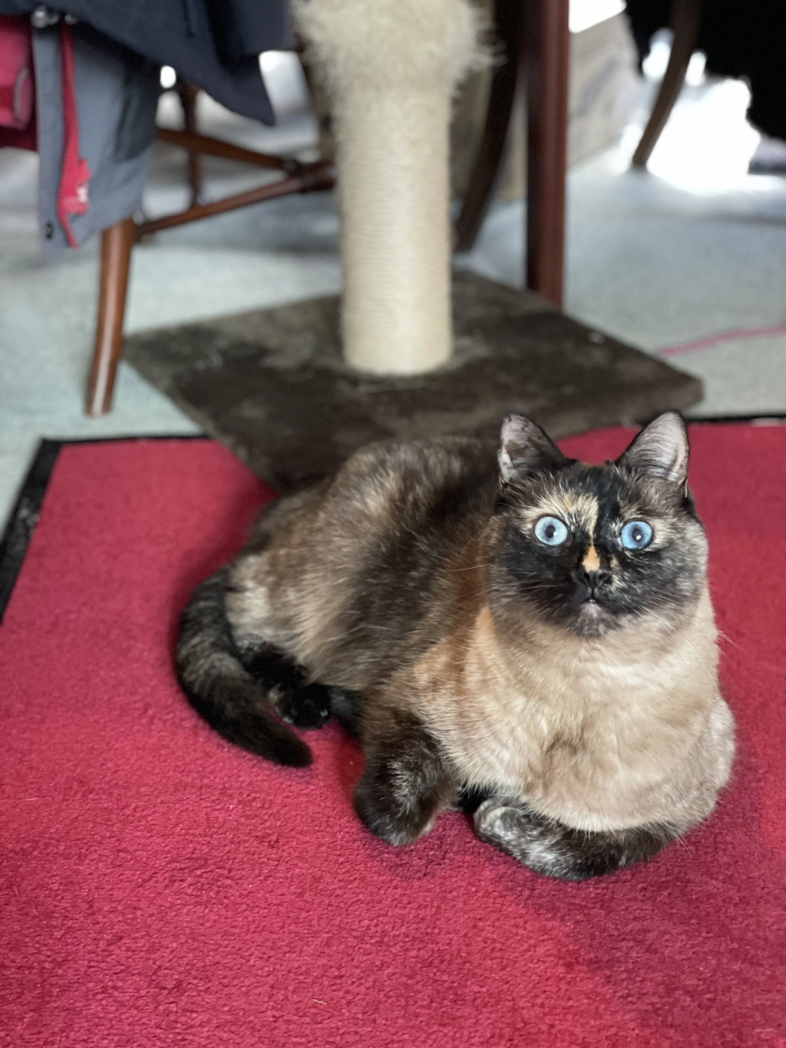 A tortoiseshell cat with blue eyes lying on a red carpet, with part of a scratching post and furniture visible in the background.