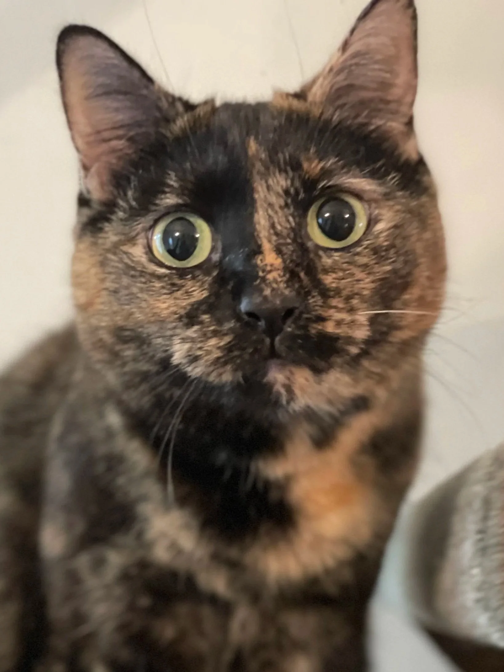 Close-up of a domestic short-haired cat with orange, black, and brown tortoiseshell fur, wide green eyes, and large ears.