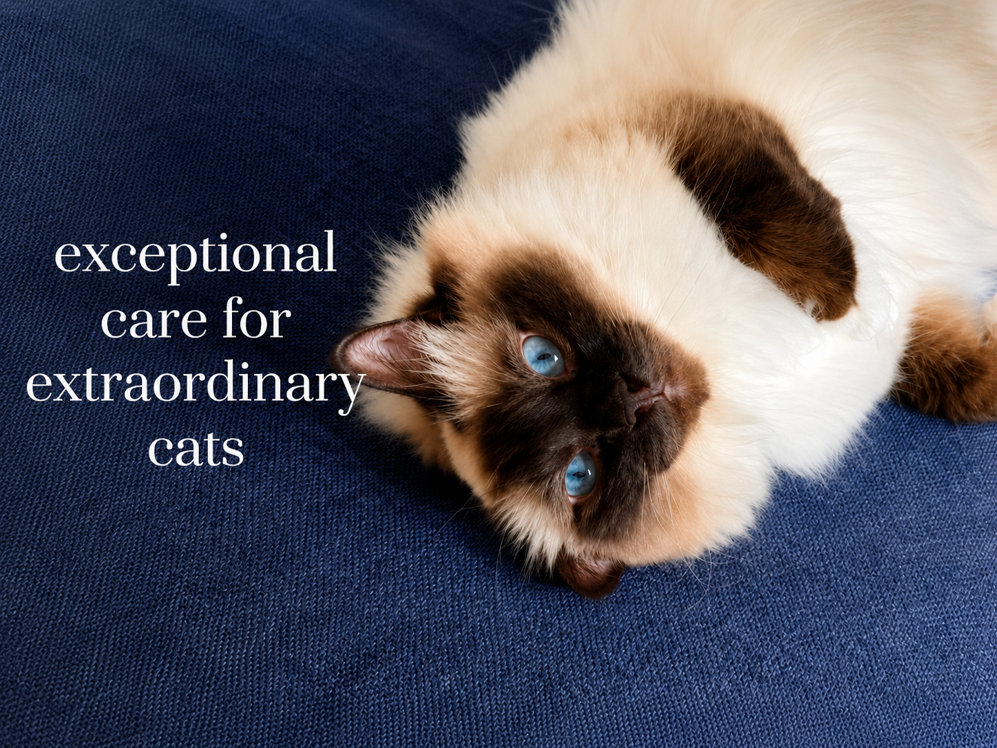 A Siamese cat lying on a dark blue surface with the text: 'exceptional care for extraordinary cats'.