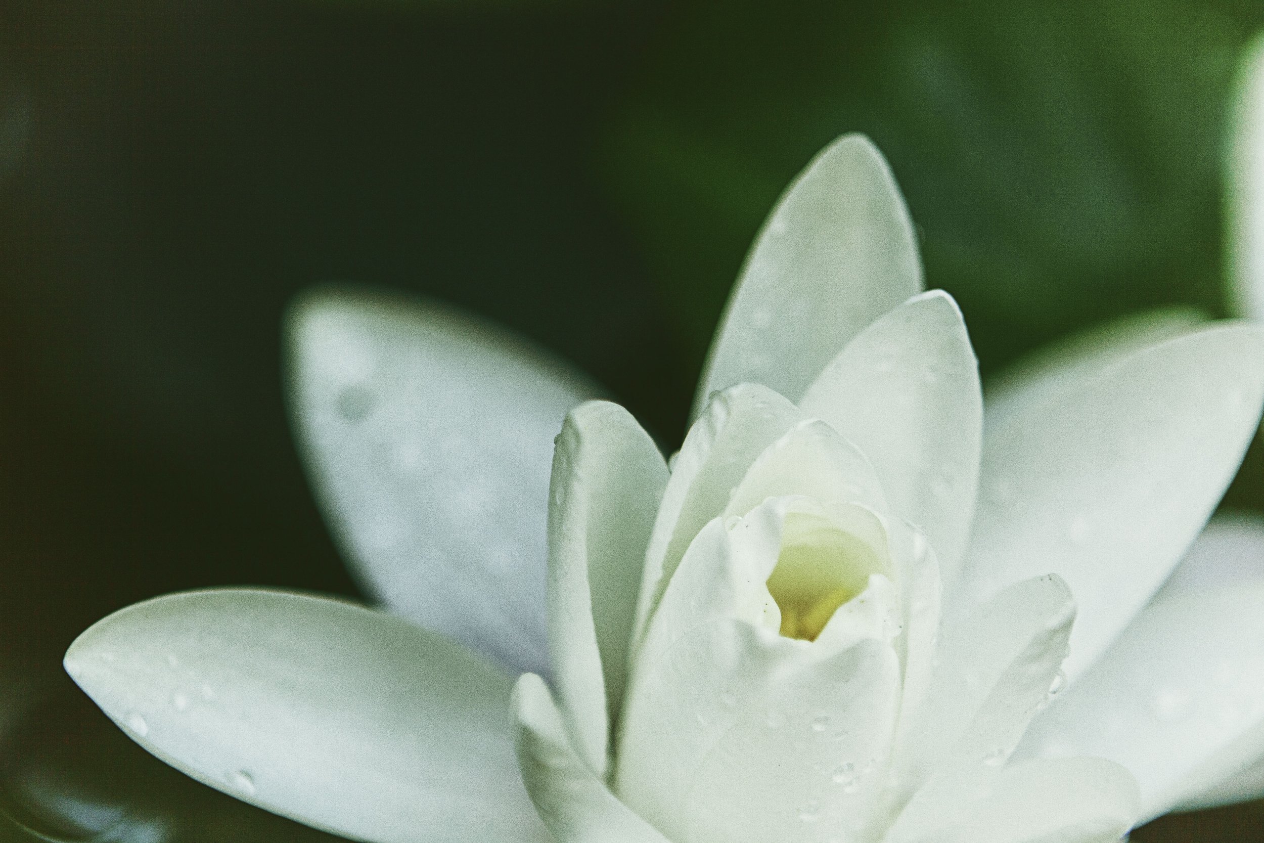 lotuskapa-0016-Edit.jpg