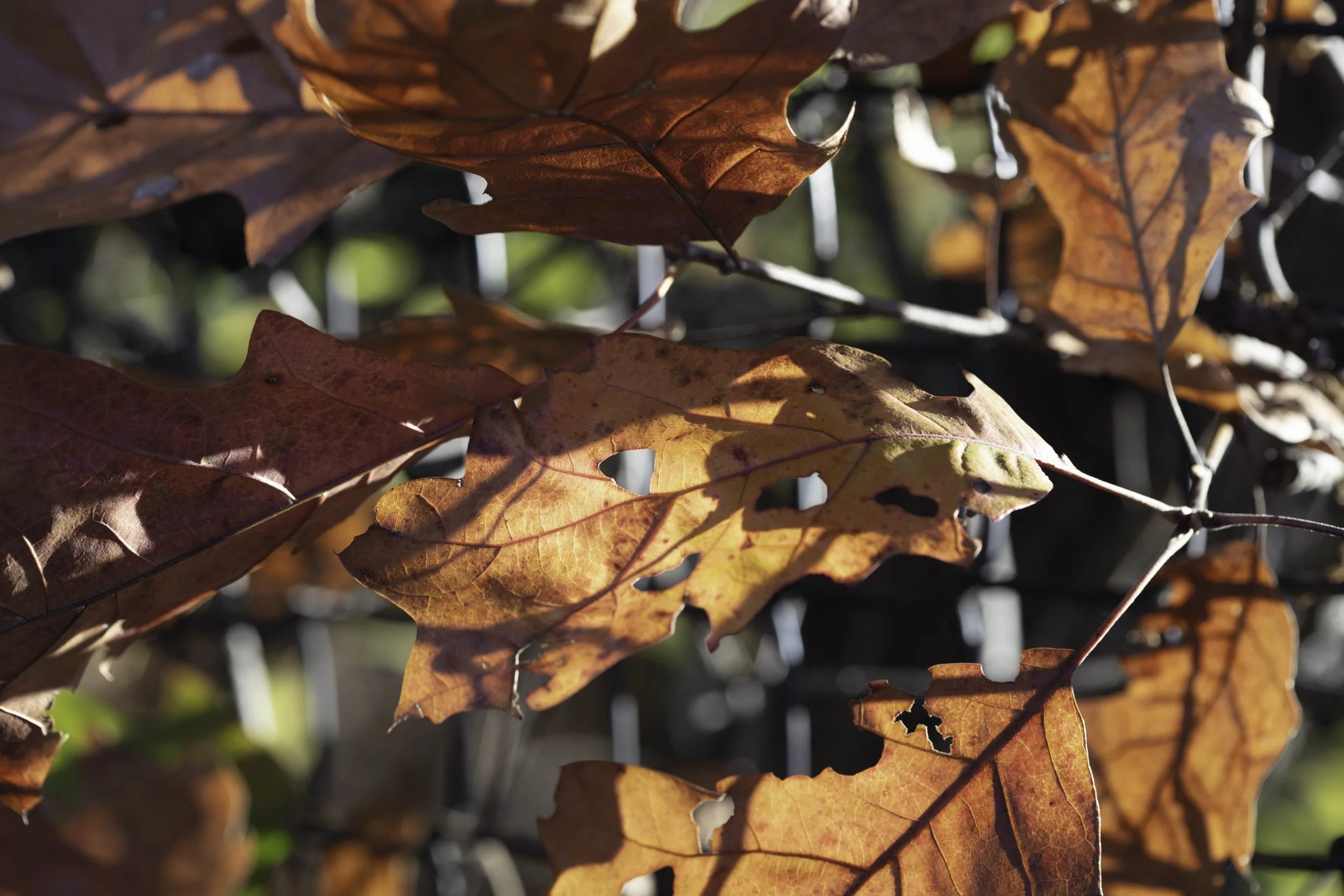 November Leaves in Light-3635.jpg