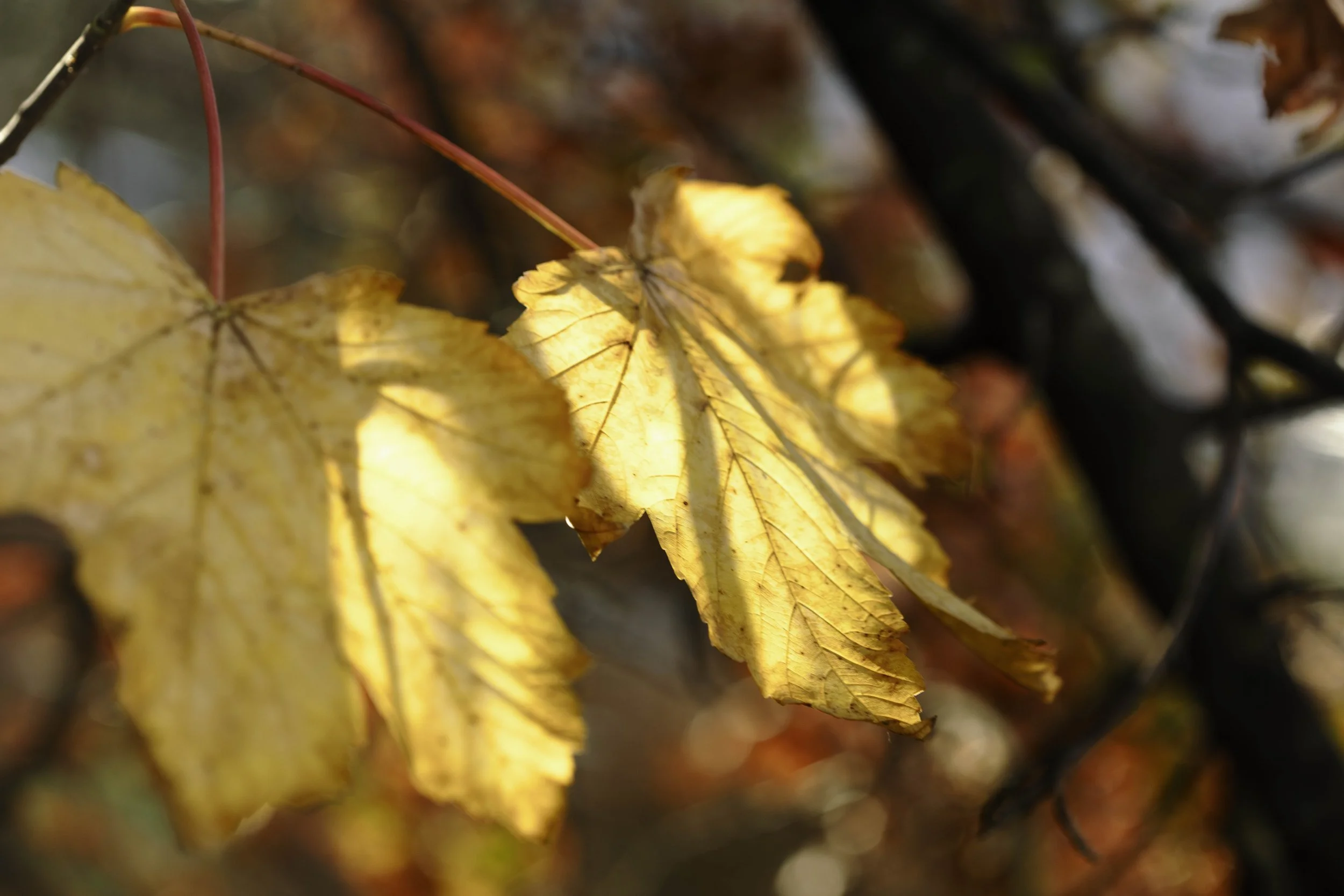 November Leaves in Light-3816.jpg