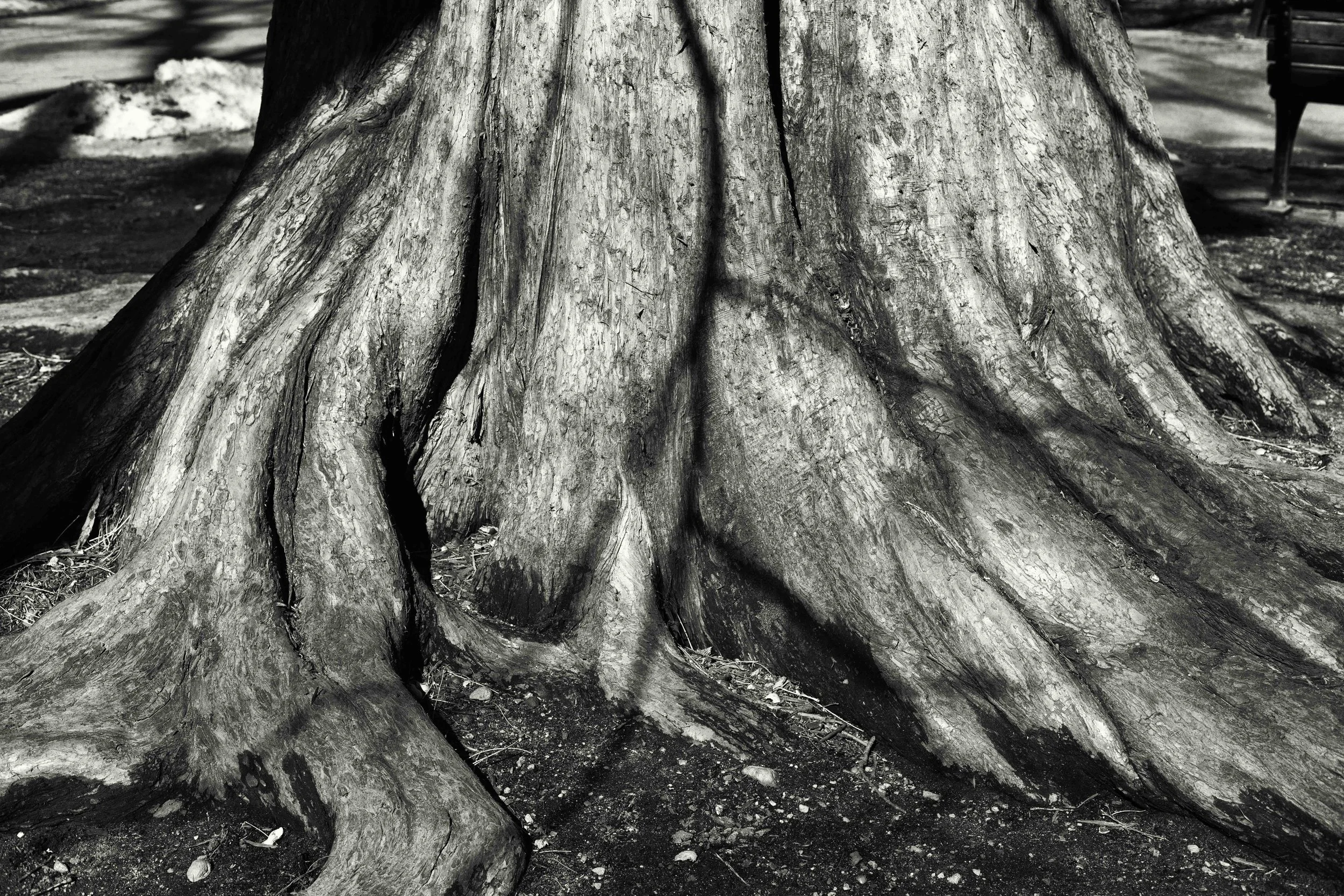 Boston Public Gardens-7035-Edit.jpg