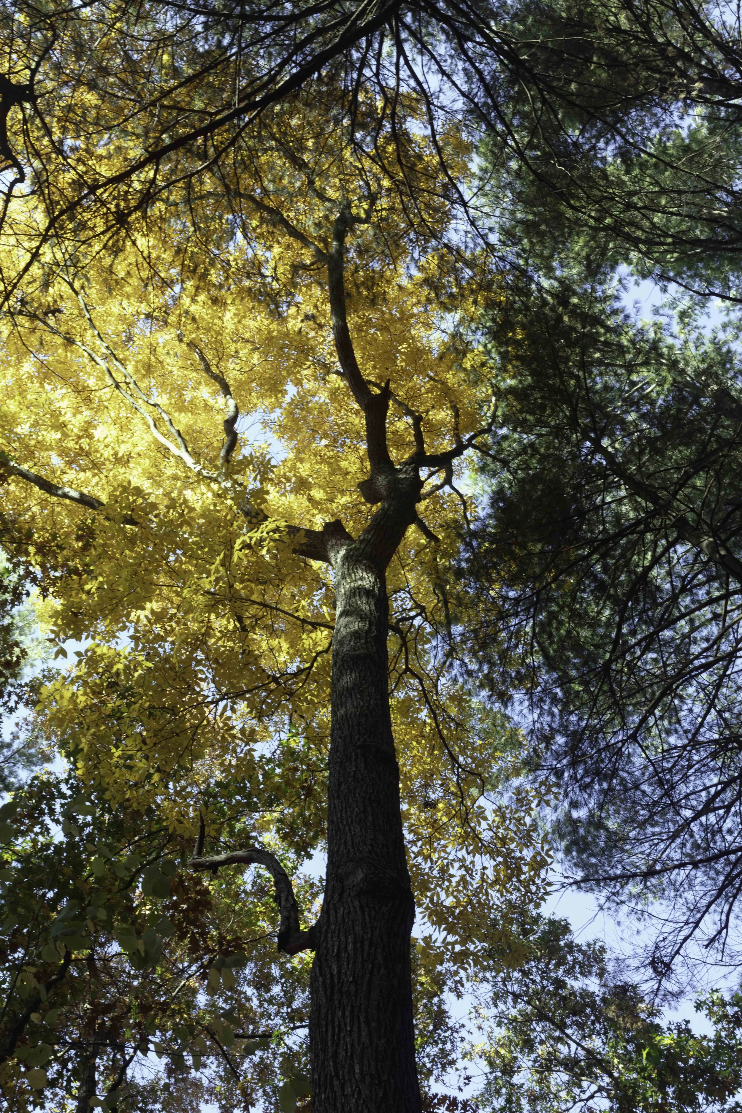 Morse Pond Trees-2512.jpg