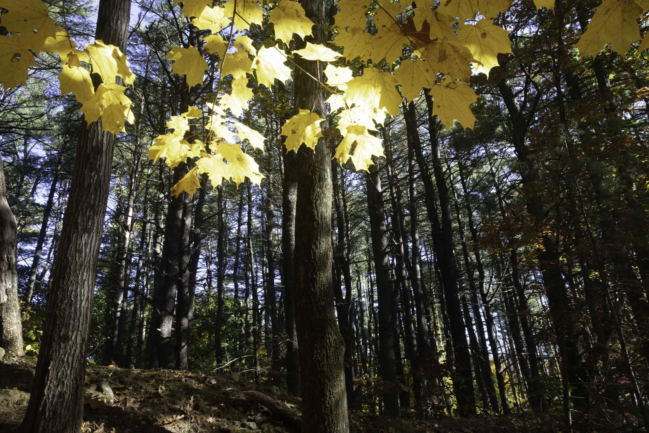 Morse Pond Trees-2447.jpg
