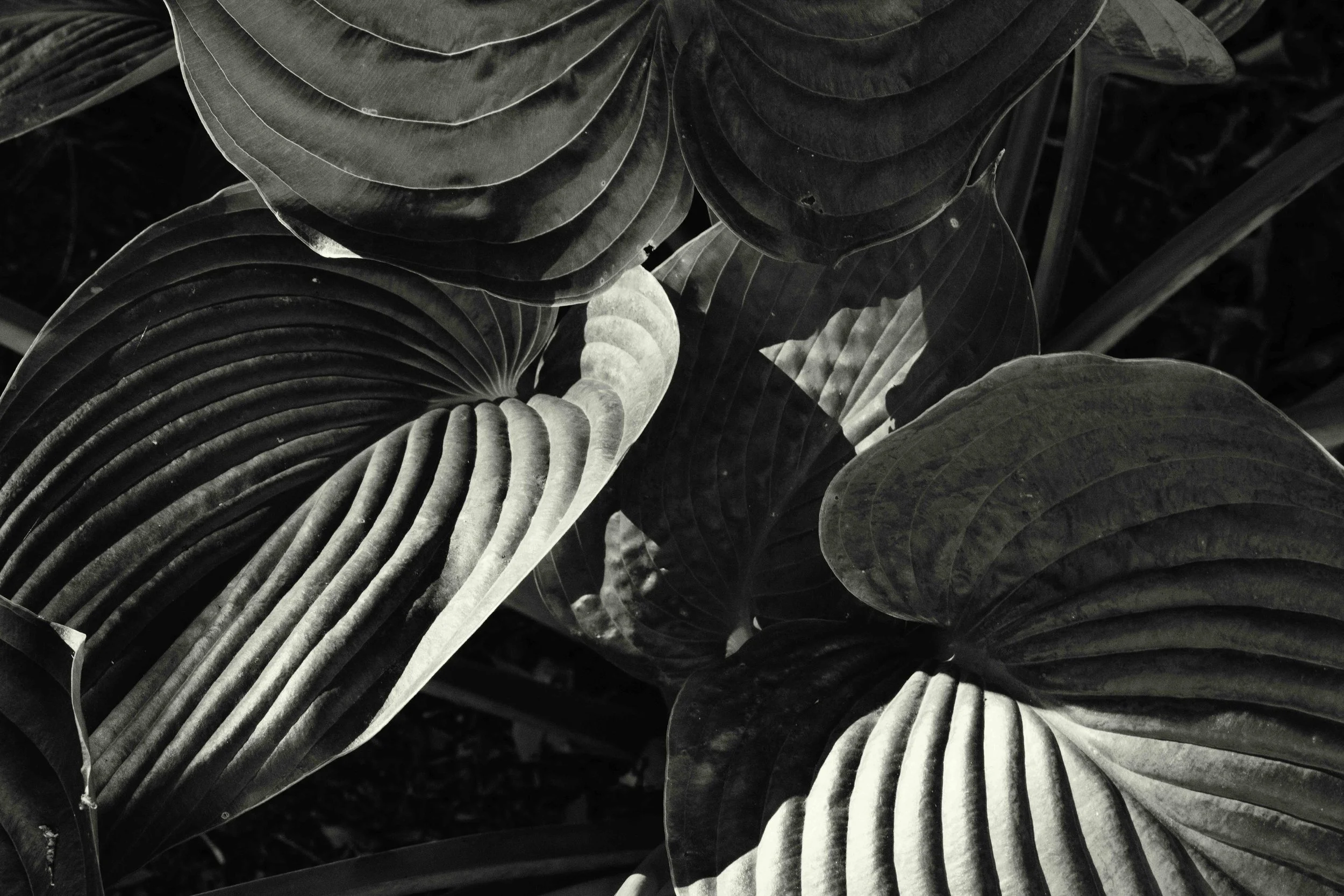 sunday stroll-0478-Edit.jpg
