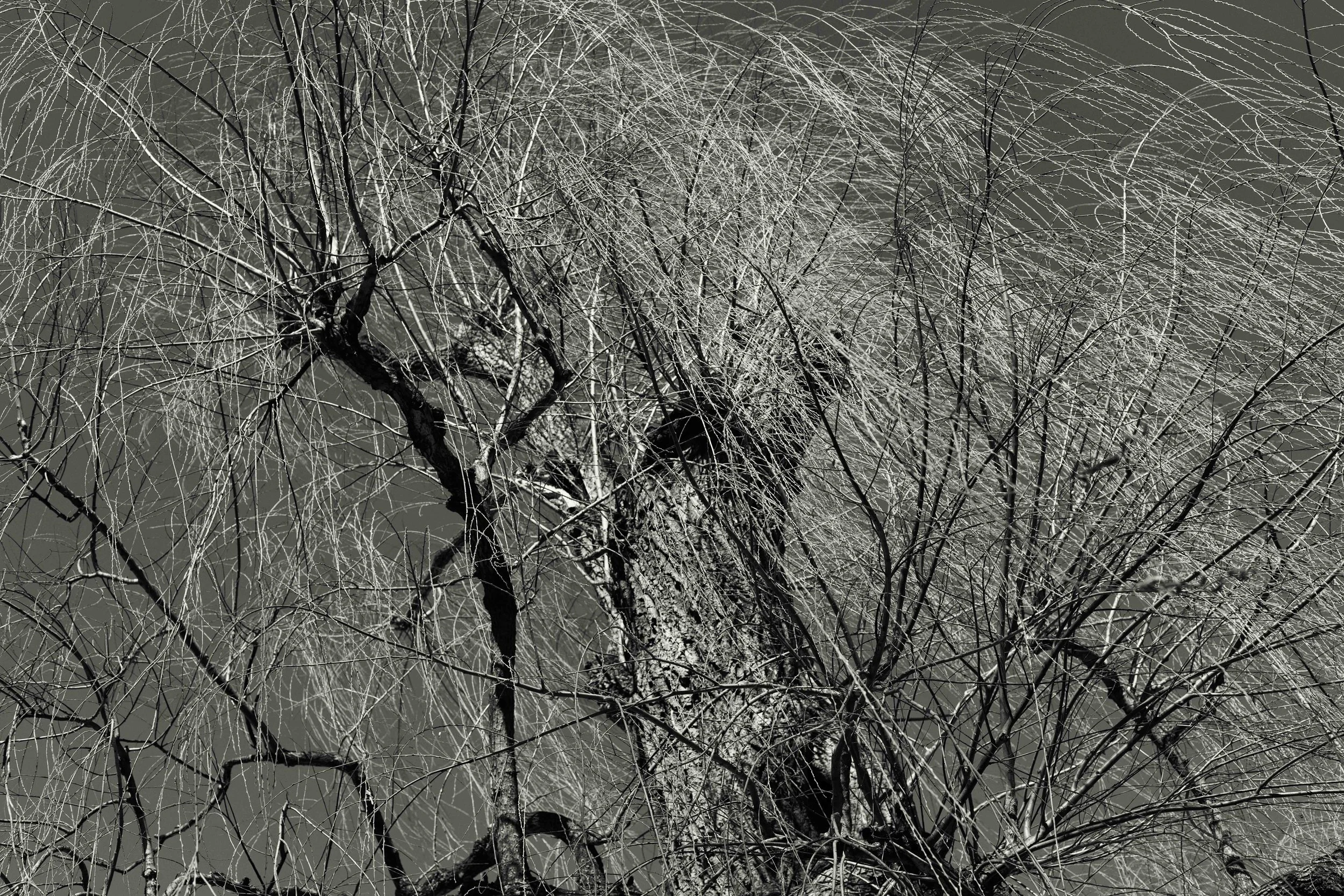 Boston Public Gardens-7110-Edit-2.jpg